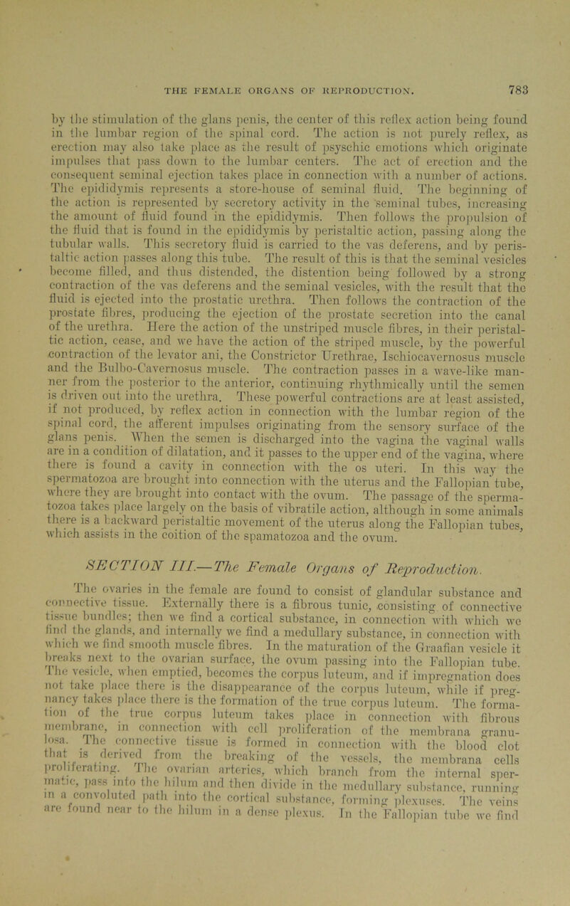 by the stimulation of the glans penis, the center of this reflex action being found in the lumbar region of the spinal cord. The action is not purely reflex, as erection may also take place as the result of psyschic emotions which originate impulses that pass down to the lumbar centers. The act of erection and the consequent seminal ejection takes place in connection with a number of actions. The epididymis represents a store-house of seminal fluid. The beginning of the action is represented by secretory activity in the seminal tubes, increasing the amount of fluid found in the epididymis. Then follows the propulsion of the fluid that is found in the epididymis by peristaltic action, passing along the tubular walls. This secretory fluid is carried to the vas deferens, and by peris- taltic action passes along this tube. The result of this is that the seminal vesicles become filled, and thus distended, the distention being followed by a strong contraction of the vas deferens and the seminal vesicles, with the result that the fluid is ejected into the prostatic urethra. Then follows the contraction of the prostate fibres, producing the ejection of the prostate secretion into the canal of the urethra. Here the action of the unstriped muscle fibres, in their peristal- tic action, cease, and we have the action of the striped muscle, by the powerful .contraction of the levator ani, the Constrictor Urethrae, Ischiocavernosus muscle and the Bulbo-Cavernosus muscle. The contraction passes in a wave-like man- ner from the posterior to the anterior, continuing rhythmically until the semen is driven out into the urethra. These powerful contractions are at least assisted, if not produced, by reflex action in connection with the lumbar region of the spinal cord, the afferent impulses originating from the sensory surface of the glans penis. When the semen is discharged into the vagina the vaginal walls are in a condition of dilatation, and it passes to the upper end of the vagina, where there is found a cavity in connection with the os uteri. In this way the spermatozoa are brought into connection with the uterus and the Fallopian tube, where they are brought into contact with the ovum. The passage of the sperma- tozoa takes place largely on the basis of vibratile action, although in some animals there is a backward peristaltic movement of the uterus along the Fallopian tubes, which assists in the coition of the spamatozoa and the ovum. SECTION III.— The Female Organs of Reproduction. The ovaries in the female are found to consist of glandular substance and connective tissue. Externally there is a fibrous tunic, .consisting of connective tissue bundles; then we find a cortical substance, in connection with which we find the glands, and internally we find a medullary substance, in connection with which we find smooth muscle fibres. In the maturation of the Graafian vesicle it breaks next to the ovarian surface, the ovum passing into the Fallopian tube. The vesicle, when emptied, becomes the corpus luteum, and if impregnation does not take place there is the disappearance of the corpus luteum, while if preg- nancy takes place there is the formation of the true corpus luteum. The forma- tion of the true corpus luteum takes place in connection with fibrous membrane, in connection with cell proliferation of the membrana granu- losa the connective tissue is formed in connection with the blood clot that is derived from the breaking of the vessels, the membrana cells proliferating. Pbe ovarian arteries, which branch from the internal sper- ma jc, pass into the hilum and then divide in the medullary substance, running in a convoluted path into the cortical substance, forming plexuses. The veins are found near to the hilum in a dense plexus. In the Fallopian tube we find