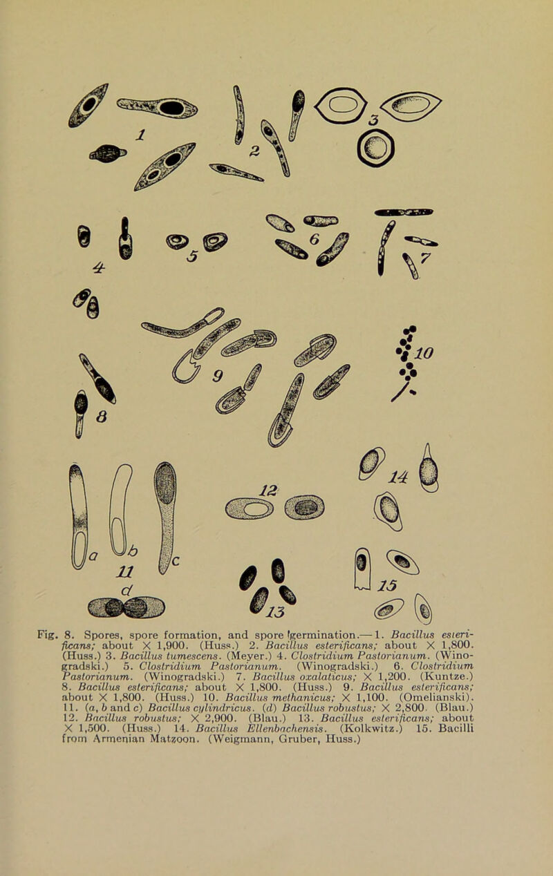ficans; about X 1,900. (Huss.) 2. Bacillus esterificans; about X 1,800. (Huss.) 3. Bacillus tumescens. (Meyer.) 4. Clostridium Pastorianum. (Wino- gradski.) 5. Clostridium Pastorianum. (Winogradski.) 6. Clostridium Pastorianum. (Winogradski.) 7. Bacillus oxalaticus; X 1,200. (Kuntze.) 8. Bacillus esterificans; about X 1,800. (Huss.) 9. Bacillus esterificans; about X 1,800. (Hu.ss.) 10. Bacillus methanicus; X 1,100. (Omelianski). 11. (a, 6 and c) Bacillus cylindricus. (d) Bacillus robuslus; X 2,800. (Blau.) 12. Bacillus robuslus; X 2,900. (Blau.) 13. Bacillus esterificans; about X 1,5(X). (Huss.) 14. Bacillus Ellenbnchensis. (Kolkwitz.) 15. Bacilli from Armenian Matzoon. (VVeigmann, Gruber, Huss.)