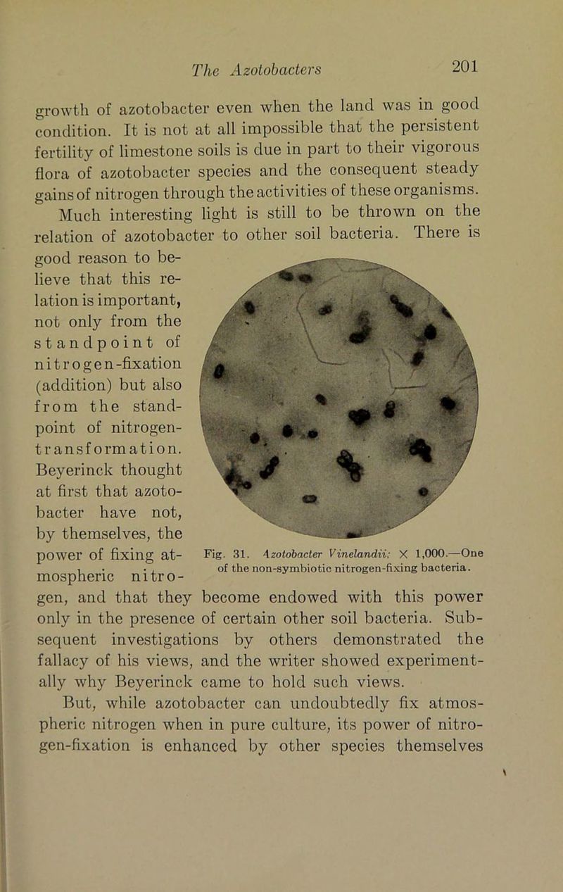growth of azotobacter even when the land was in good condition. It is not at all impossible that the persistent fertility of limestone soils is due in part to their vigorous flora of azotobacter species and the consequent steady gains of nitrogen through the activities of these organisms. Much interesting light is still to be thrown on the relation of azotobacter to other soil bacteria. There is good reason to be- lieve that this re- lation is important, not only from the standpoint of nitrogen -fixation (addition) but also from the stand- point of nitrogen- transformation. Beyerinck thought at first that azoto- bacter have not, by themselves, the power of fixing at- mospheric nitro- gen, and that they become endowed with this power only in the presence of certain other soil bacteria. Sub- sequent investigations by others demonstrated the fallacy of his views, and the writer showed experiment- ally why Beyerinck came to hold such views. But, while azotobacter can undoubtedly fix atmos- pheric nitrogen when in pure culture, its power of nitro- gen-fixation is enhanced by other species themselves Fig. 31. Azotobacter Vinelandii: X 1,000.—One of the non-symbiotic nitrogen-fi.xing bacteria.