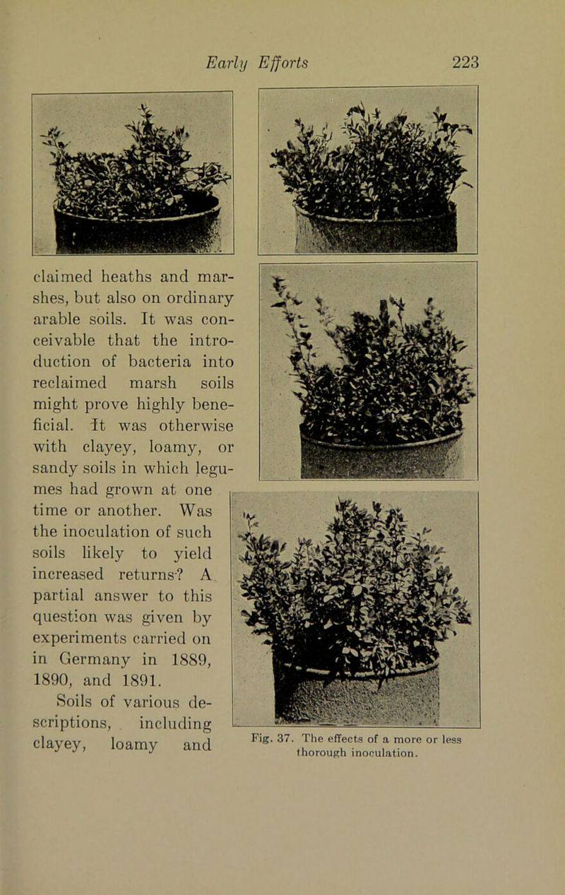 Fig. 37. The effects of a more or less thorough inoculation. claimed heaths and mar- shes, but also on ordinary arable soils. It was con- ceivable that the intro- duction of bacteria into reclaimed marsh soils might prove highly bene- ficial. it was otherwise with clayey, loamy, or sandy soils in which legu- mes had grown at one time or another. Was the inoculation of such soils likely to yield increased returns-? A partial answer to this question was given by experiments carried on in Germany in 1889, 1890, and 1891. Soils of various de- scriptions, including clayey, loamy and
