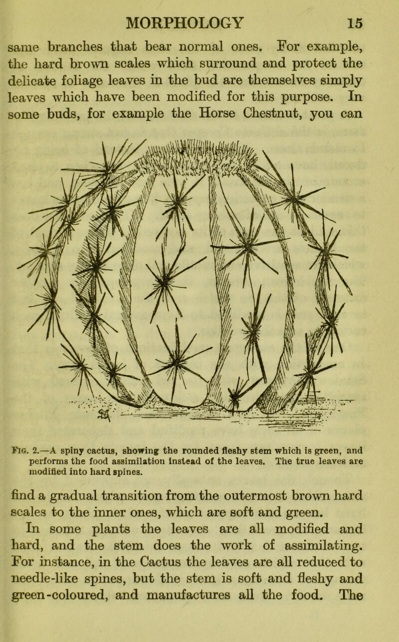 same branches that bear normal ones. For example, the hard brown scales which surround and protect the delicate foliage leaves in the bud are themselves simply leaves which have been modified for this purpose. In some buds, for example the Horse Chestnut, you can Fig. 2.—A spiny cactus, showing the rounded fleshy stem which is green, and performs the food assimilation Instead of the leaves. The true leaves are modifled into hard spines. find a gradual transition from the outermost brown hard scales to the inner ones, which are soft and green. In some plants the leaves are aU modified and hard, and the stem does the work of assimilating. For instance, in the Cactus the leaves are all reduced to needle-like spines, but the stem is soft and fleshy and green-coloured, and manufactures aU the food. The