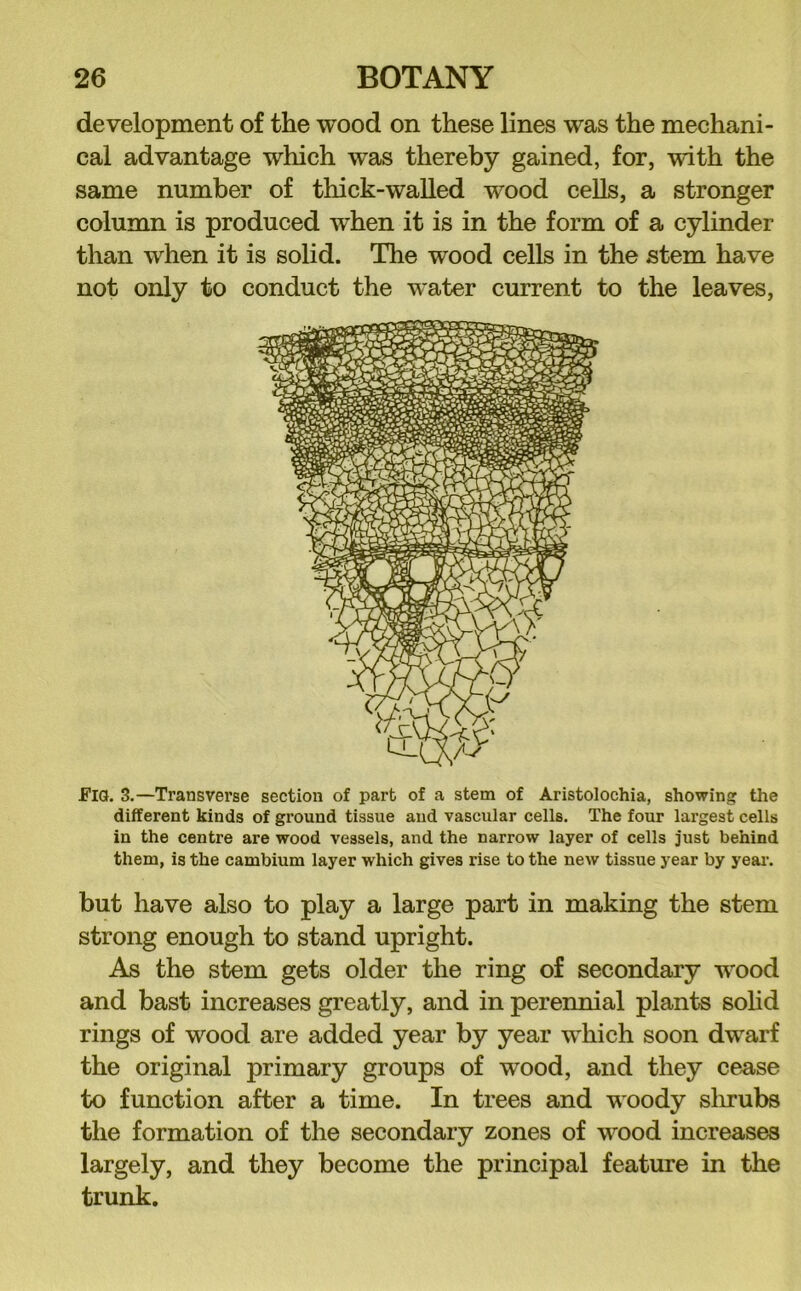 development of the wood on these lines was the mechani- cal advantage which was thereby gained, for, with the same number of thick-walled wood ceUs, a stronger column is produced when it is in the form of a cylinder than when it is solid. The wood cells in the stem have not only to conduct the water current to the leaves, flG. 3.—Transvei'se section of part of a stem of Aristolochia, showing the different kinds of ground tissue and vascular cells. The four largest cells in the centre are wood vessels, and the narrow layer of cells just behind them, is the cambium layer which gives rise to the new tissue year by yeai\ but have also to play a large part in making the stem strong enough to stand upright. As the stem gets older the ring of secondary wood and bast increases greatly, and in perennial plants sohd rings of wood are added year by year which soon dwarf the original primary groups of wood, and they cease to function after a time. In trees and woody slu-ubs the formation of the secondary zones of wood increases largely, and they become the principal feature in the trunk.