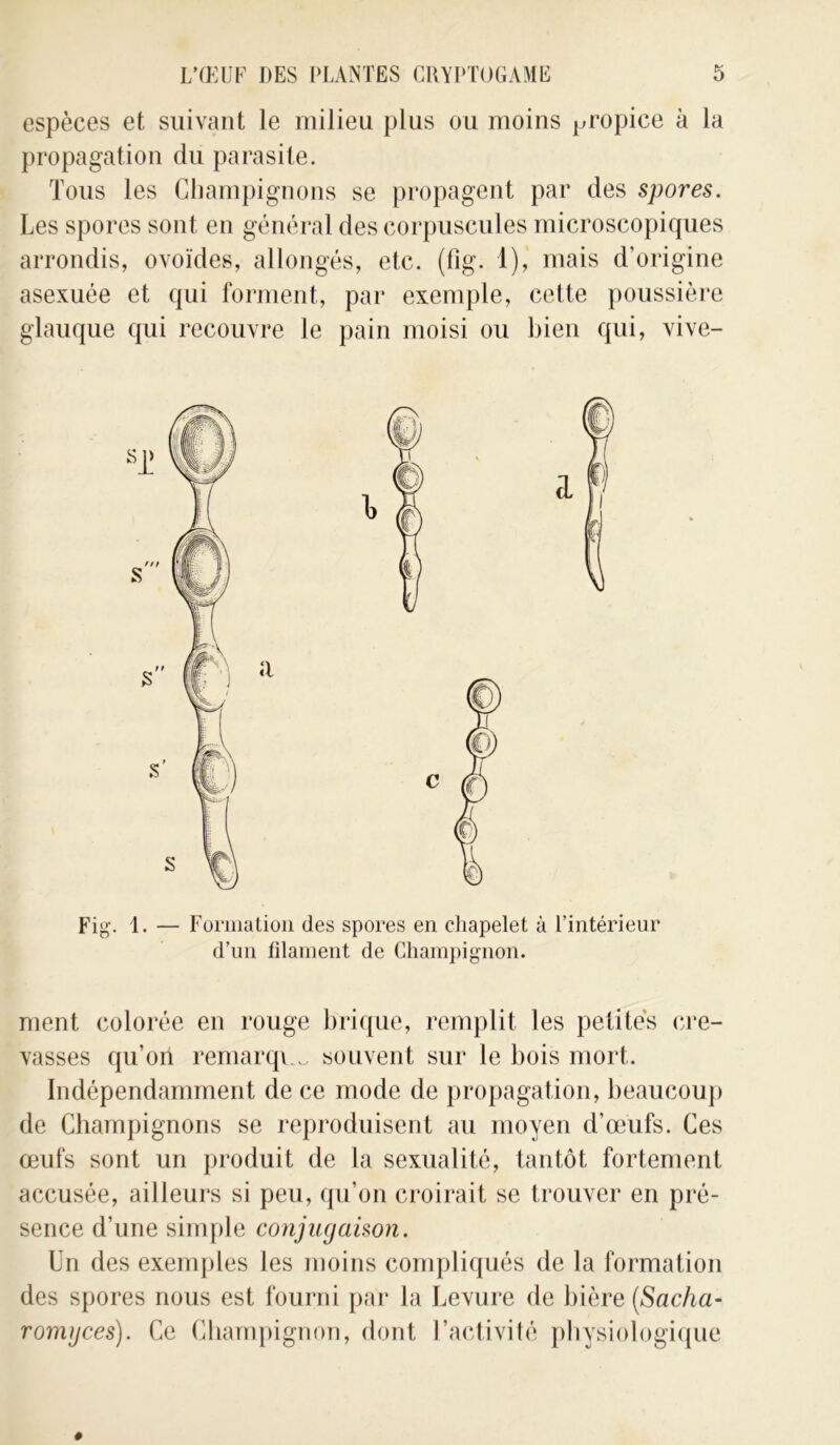 espèces et suivant le milieu plus ou moins Fropice à la propagation du parasite. Tous les Champignons se propagent par des spores. Les spores sont en général des corpuscules microscopiques arrondis, ovoïdes, allongés, etc. (fig. 1), mais d’origine asexuée et qui forment, par exemple, cette poussière glauque qui recouvre le pain moisi ou bien qui, vive- Fig. 1. — Formation des spores en chapelet à l’intérieur d’un filament de Champignon. ment colorée en rouge brique, remplit les petites cre- vasses qu’on remarqua souvent sur le bois mort. Indépendamment de ce mode de propagation, beaucoup de Champignons se reproduisent au moyen d’œufs. Ces œufs sont un produit de la sexualité, tantôt fortement accusée, ailleurs si peu, qu’on croirait se trouver en pré- sence d’une simple conjugaison. Un des exemples les moins compliqués de la formation des spores nous est fourni par la Levure de bière (Sacha- romgces). Ce Champignon, dont l’activité physiologique »