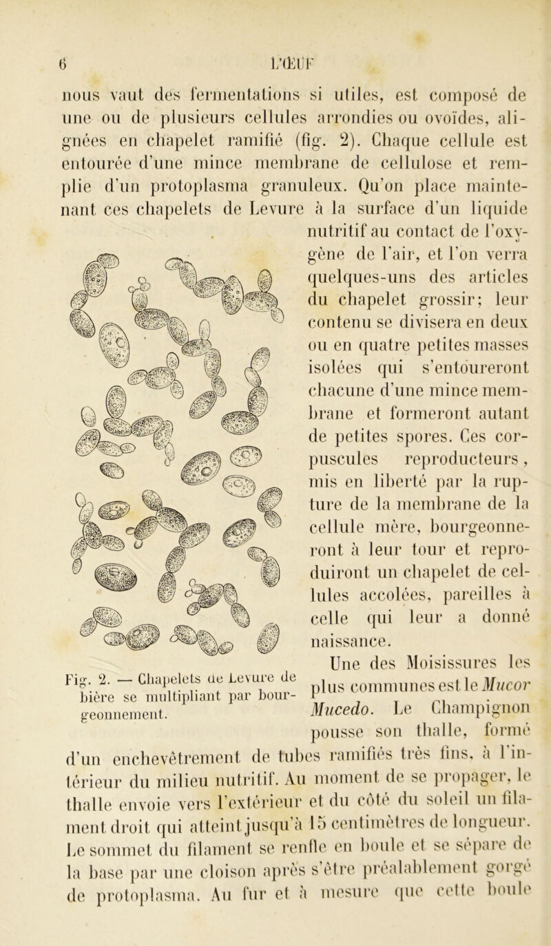 nous vaut des fermentations si utiles, est composé de une ou de plusieurs cellules arrondies ou ovoïdes, ali- gnées en chapelet ramifié (fig. 2). Chaque cellule est entourée d’une mince membrane de cellulose et rem- plie d’un protoplasma granuleux. Qu’on place mainte- nant ces chapelets de Levure à la surface d'un liquide nutritif au contact de l’oxv- «j gène de l'air, et l’on verra quelques-uns des articles du chapelet grossir; leur contenu se divisera en deux ou en quatre petites masses isolées qui s’entoureront chacune d’une mince mem- brane et formeront autant de petites spores. Ces cor- puscules reproducteurs , mis en liberté par la rup- ture de la membrane de la cellule mère, bourgeonne- ront à leur tour et repro- duiront un chapelet de cel- lules accolées, pareilles à celle qui leur a donné naissance. Une des Moisissures les 2. - Chapelets ue Levure de communes est le Mltcor bière se multipliant par bour- F geonnement. MucgcIo . Le Champignon pousse son thalle, formé d’un enchevêtrement de tubes ramifiés très fins, à l’in- térieur du milieu nutritif. Au moment de se propagei, le thalle envoie vers l’extérieur et du coté du soleil un fila- ment droit qui atteint jusqu’à 15 centimètres de longueur. Le sommet du filament se renfle en houle et se séparé fit' la base par une cloison après s être préalablement gorge de protoplasma. Au fur et à mesure que cette houle li<r 1