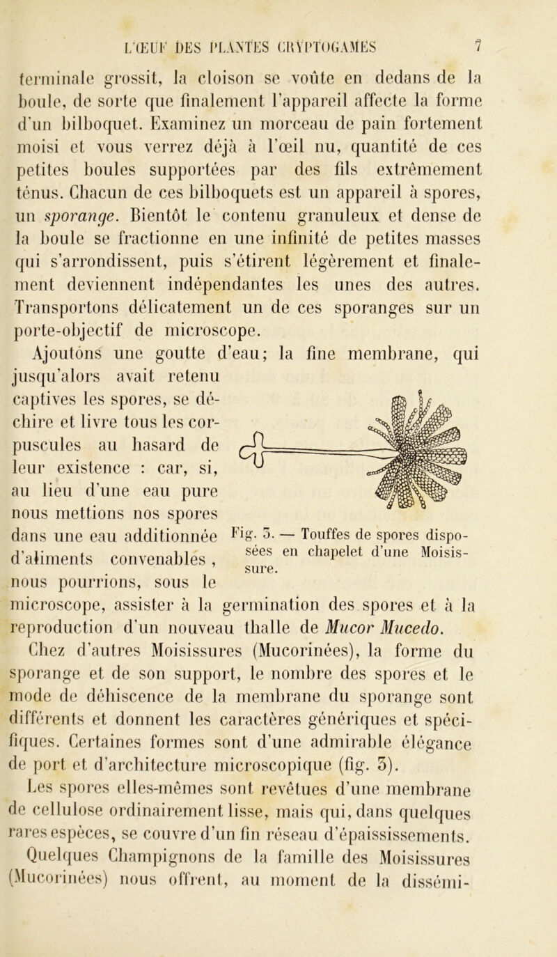 terminale grossit, la cloison se voûte en dedans de la boule, de sorte que finalement l’appareil affecte la forme d’un bilboquet. Examinez un morceau de pain fortement moisi et vous verrez déjà à l'œil nu, quantité de ces petites boules supportées par des fils extrêmement ténus. Chacun de ces bilboquets est un appareil à spores, un sporange. Bientôt le contenu granuleux et dense de la boule se fractionne en une infinité de petites masses qui s’arrondissent, puis s’étirent légèrement et finale- ment deviennent indépendantes les unes des autres. Transportons délicatement un de ces sporanges sur un porte-objectif de microscope. Ajoutons une goutte d’eau; la fine membrane, qui jusqu'alors avait retenu captives les spores, se dé- chire et livre tous les cor- puscules au hasard de leur existence : car, si, au lieu d’une eau pure nous mettions nos spores dans une eau additionnée à. — Touffes de spores dispo- d’aliments convenables , sées en chaPelet d'une Moisis- sure. nous pourrions, sous le microscope, assister à la germination des spores et à la reproduction d'un nouveau thalle de Mucor Mucedo. Chez d’autres Moisissures (Mucorinées), la forme du sporange et de son support, le nombre des spores et le mode de déhiscence de la membrane du sporange sont différents et donnent les caractères génériques et spéci- fiques. Certaines formes sont d’une admirable élégance de port et d’architecture microscopique (fig. 3). Les spores elles-mêmes sont revêtues d’une membrane de cellulose ordinairement lisse, mais qui, dans quelques rares espèces, se couvre d’un fin réseau d’épaississements. Quelques Champignons de la famille des Moisissures (Mucorinées) nous offrent, au moment de la dissémi-