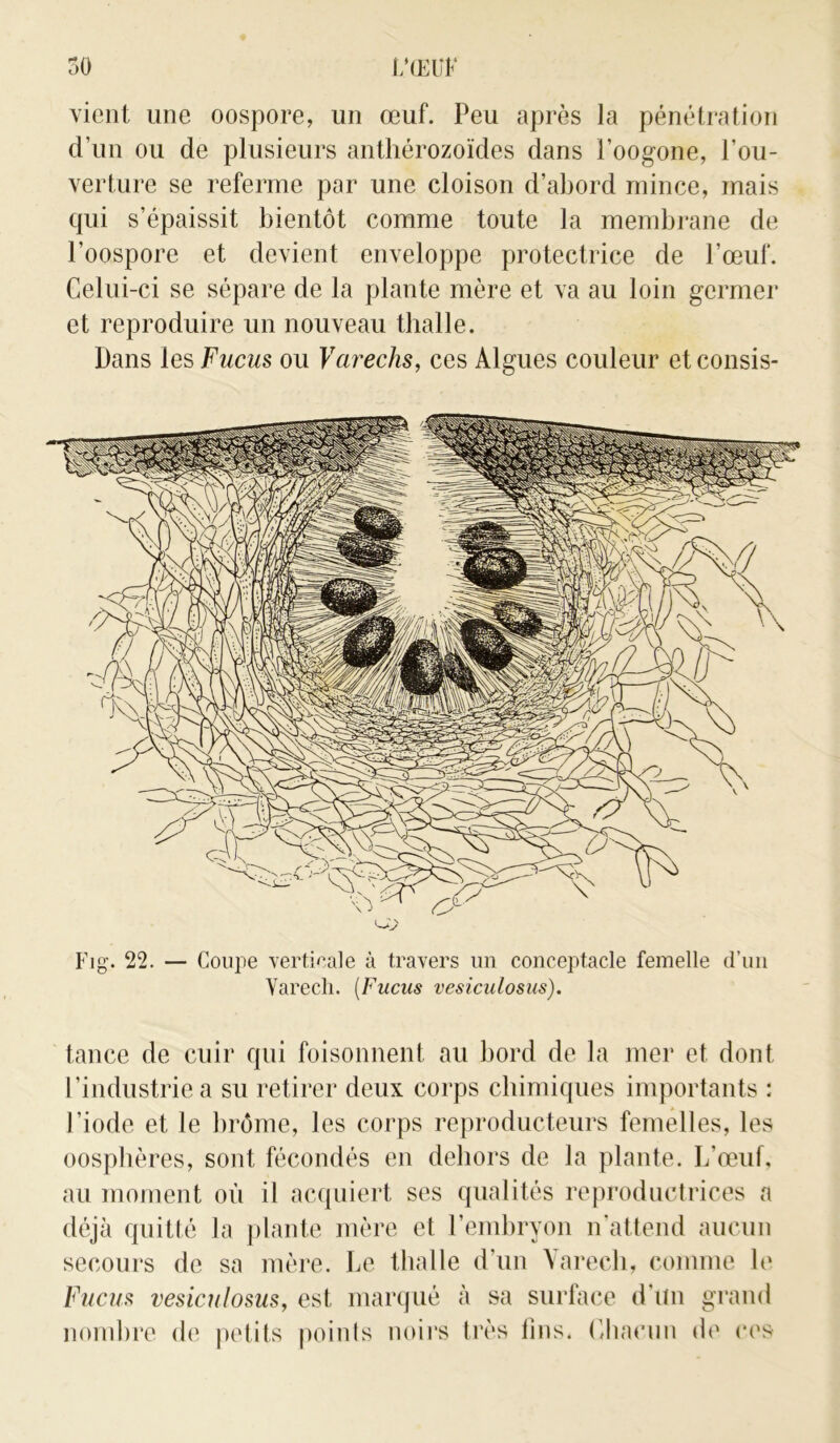 vient une oospore, un œuf. Peu après la pénétration d’un ou de plusieurs anthérozoïdes dans l’oogone, l’ou- verture se referme par une cloison d’abord mince, mais qui s’épaissit bientôt comme toute la membrane de l’oospore et devient enveloppe protectrice de l’œuf. Celui-ci se sépare de la plante mère et va au loin germer et reproduire un nouveau tlialle. Dans les Fucus ou Varechs, ces Algues couleur et consis- Fig. 22. — Coupe verticale à travers un conceptacle femelle d’un Varech. (Fucus vesiculosus). tance de cuir qui foisonnent au bord de la mer et dont l’industrie a su retirer deux corps chimiques importants : l’iode et le brôme, les corps reproducteurs femelles, les oosphères, sont fécondés en dehors de la plante. L’œuf, au moment où il acquiert ses qualités reproductrices a déjà quitté la plante mère et l’embryon n'attend aucun secours de sa mère. Le thalle d’un Varech, comme le Fucus vesiculosus, est marqué à sa surface d'un grand nombre de petits points noirs très fins. Chacun de ces