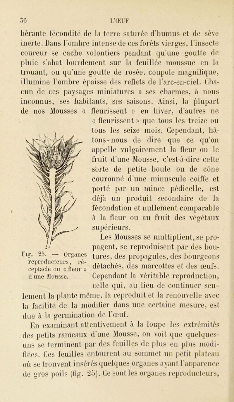 i bérante fécondité de la terre saturée d’humus et de sève inerte. Dans l’ombre intense de ces forêts vierges, l’insecte coureur se cache volontiers pendant qu’une goutte de pluie s’abat lourdement sur la feuillée moussue en la trouant, ou qu’une goutte de rosée, coupole magnifique, illumine l’ombre épaisse des reflets de l’arc-en-ciel. Cha- cun de ces paysages miniatures a ses charmes, à nous inconnus, ses habitants, ses saisons. Ainsi, la plupart de nos Mousses « fleurissent » en hiver, d’autres ne « fleurissent » que tous les treize ou tous les seize mois. Cependant, hâ- tons-nous de dire que ce qu’on appelle vulgairement la fleur ou le fruit d’une Mousse, c’est-à-dire cette sorte de petite boule ou de cône couronné d’une minuscule coiffe et porté par un mince pédicelle, est déjà un produit secondaire de la fécondation et nullement comparable à la fleur ou au fruit des végétaux supérieurs. Les Mousses se multiplient, se pro- pagent, se reproduisent par des bou- tures, des propagules, des bourgeons détachés, des marcottes et des œufs. Cependant la véritable reproduction, celle qui, au lieu de continuer seu- lement la plante même, la reproduit et la renouvelle avec la facilité de la modifier dans une certaine mesure, est — Organes Fig. 25. reproducteurs, ré- ceptacle ou « fleur fj d’une Mousse. due à la germination de l’œuf. En examinant attentivement à la loupe les extrémités des petits rameaux d'une Mousse, on voit que quelques- uns se terminent par des feuilles de plus en plus modi- fiées. Ces feuilles entourent au sommet un petit plateau où se trouvent insérés quelques organes ayant l'anparence de gros poils (fig. ‘25). Ce sont les organes reproducteurs,