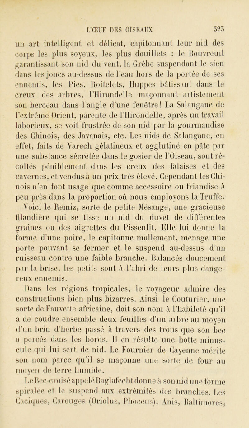 un art intelligent et délicat, capitonnant leur nid des corps les plus soyeux, les plus douillets : le Bouvreuil garantissant son nid du vent, la Grèbe suspendant le sien dans les joncs au-dessus de l’eau hors de la portée de ses ennemis, les Pies, Roitelets, Huppes bâtissant dans le creux des arbres, l’Hirondelle maçonnant artistement son berceau dans l’angle d’une fenêtre! La Salangane de l’extrême Orient, parente de l’Hirondelle, après un travail laborieux, se voit frustrée de son nid par la gourmandise des Chinois, des Javanais, etc. Les nids de Salangane, en effet, faits de Varech gélatineux et agglutiné en pâte par une substance sécrétée dans le gosier de l’Oiseau, sont ré- coltés péniblement dans les creux des falaises et des cavernes, et vendus à un prix très élevé. Cependant les Chi- nois n’en font usage que connue accessoire ou friandise à peu près dans la proportion où nous employons la Truffe. Voici le Remiz, sorte de petite Mésange, une gracieuse filandière qui se tisse un nid du duvet de différentes graines ou des aigrettes du Pissenlit. Elle lui donne la forme d’une poire, le capitonne mollement, ménage une porte pouvant se fermer et le suspend au-dessus d’un ruisseau contre une faible branche. Balancés doucement par la brise, les petits sont à l’abri de leurs plus dange- reux ennemis. Dans les régions tropicales, le voyageur admire des constructions bien plus bizarres. Ainsi le Couturier, une sorte de Fauvette africaine, doit son nom à l’habileté qu’il a de coudre ensemble deux feuilles d’un arbre au moven «J d’un brin d’herbe passé à travers des trous que son bec a percés dans les bords. Il en résulte une hotte minus- cule qui lui sert de nid. Le Fournier de Cayenne mérite son nom parce qu’il se maçonne une sorte de four au moyen de terre humide. Le Bec-croisé appelé Baglafecht donne à son nid une forme spiralée et le suspend aux extrémités des branches. Les Caciques, Carouges (Oriolus, Phoceus), Anis, Bal timorés,-