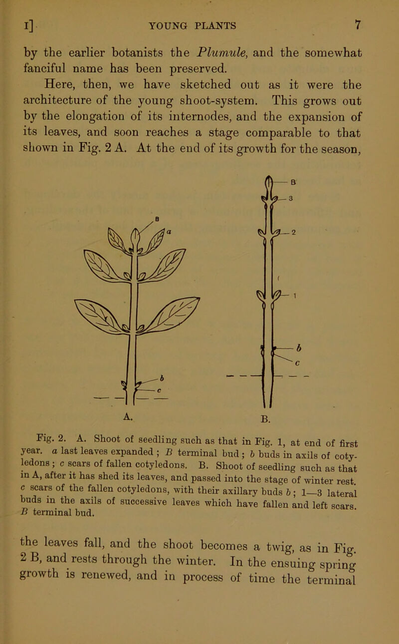 by the earlier botanists the Plumule, and the somewhat fanciful name has been preserved. Here, then, we have sketched out as it were the architecture of the young shoot-system. This grows out by the elongation of its internodes, and the expansion of its leaves, and soon reaches a stage comparable to that shown in Fig. 2 A. At the end of its growth for the season, Fig. 2. A. Shoot of seedling such as that in Fig. 1, at end of first year, a last leaves expanded ; B terminal bud ; b buds in axils of coty- ledons ; c scars of fallen cotyledons. B. Shoot of seedling such as that m A, after it has shed its leaves, and passed into the stage of winter rest c scars of the fallen cotyledons, with their axillary buds b; 1—3 lateral buds in the axils of successive leaves which have fallen and left scars B terminal bud. the leaves fall, and the shoot becomes a twig, as in Fig. 2 B, and rests through the winter. In the ensuing spring growth is renewed, and in process of time the terminal