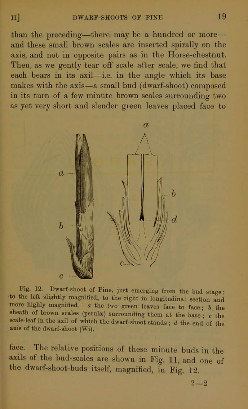 than the preceding—there may be a hundred or more— and these small brown scales are inserted spirally on the axis, and not in opposite pairs as in the Horse-chestnut. Then, as we gently tear off scale after scale, we find that each bears in its axil—i.e. in the angle which its base makes with the axis—a small bud (dwarf-shoot) composed in its turn of a few minute brown scales surrounding two as yet very short and slender green leaves placed face to a Fig. 12. Dwarf-shoot of Pine, just emerging from the bud stage: to the left slightly magnified, to the right in longitudinal section and more highly magnified, a the two green leaves face to face; b the sheath of brown scales (perulse) surrounding them at the base ; c the scale-leaf in the axil of which the dwarf-shoot stands; d the end of the axis of the dwarf-shoot (Wi). face. The relative positions of these minute buds in the axils of the bud-scales are shown in Fig. 11, and one of the dwarf-shoot-buds itself, magnified, in Fig. 12. 2—2