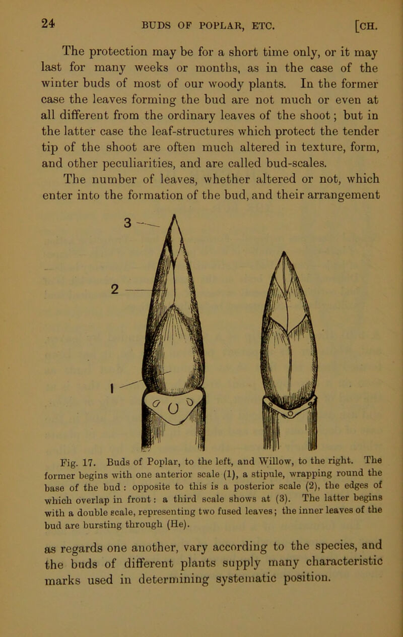 The protection may be for a short time only, or it may last for many weeks or months, as in the case of the winter buds of most of our woody plants. In the former case the leaves forming the bud are not much or even at all different from the ordinary leaves of the shoot; but in the latter case the leaf-structures which protect the tender tij> of the shoot are often much altered in texture, form, and other peculiarities, and are called bud-scales. The number of leaves, whether altered or not, which enter into the formation of the bud, and their arrangement Fig. 17. Buds of Poplar, to the left, and Willow, to the right. The former begins with one anterior scale (1), a stipule, wrapping round the base of the bud : opposite to this is a posterior scale (2), the edges of which overlap in front: a third scale shows at (3). The latter begins with a double scale, representing two fused leaves; the inner leaves of the bud are bursting through (He). as regards one another, vary according to the species, and the buds of different plants supply many characteristic marks used in determining systematic position.