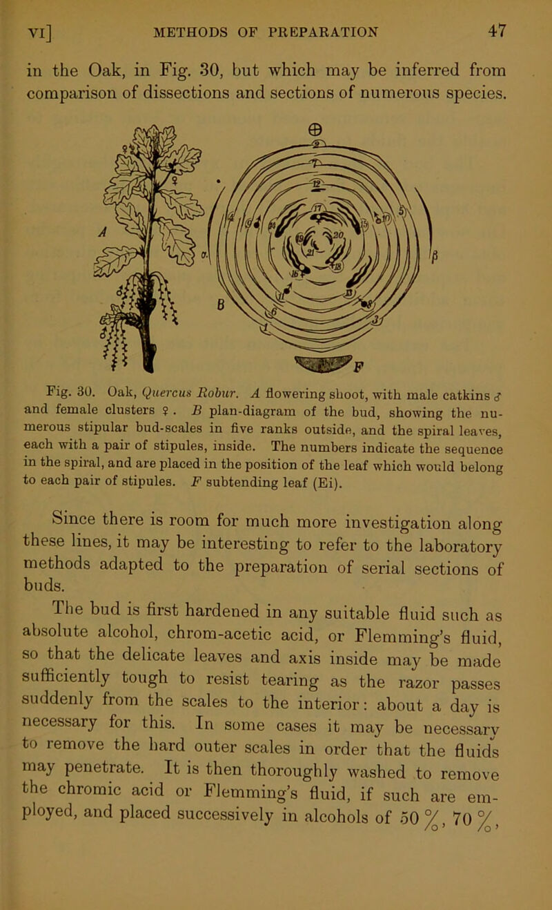in the Oak, in Fig. 30, but which may be inferred from comparison of dissections and sections of numerous species. Fig. 30. Oak, Quercus Robur. A flowering shoot, with male catkins g and female clusters ? . B plan-diagram of the bud, showing the nu- merous stipular bud-scales in five ranks outside, and the spiral leaves, each with a pair of stipules, inside. The numbers indicate the sequence in the spiral, and are placed in the position of the leaf which would belong to each pair of stipules. F subtending leaf (Ei). Since there is room for much more investigation along these lines, it may be interesting to refer to the laboratory methods adapted to the preparation of serial sections of buds. The bud is first hardened in any suitable fluid such as absolute alcohol, chrom-acetic acid, or Flemming’s fluid, so that the delicate leaves and axis inside may be made sufficiently tough to resist tearing as the razor passes suddenly from the scales to the interior: about a day is necessary for this. In some cases it may be necessarv to remove the hard outer scales in order that the fluids may penetrate. It is then thoroughly washed to remove the chromic acid or Flemming’s fluid, if such are em- ployed, and placed successively in alcohols of 50 %, 70°/,