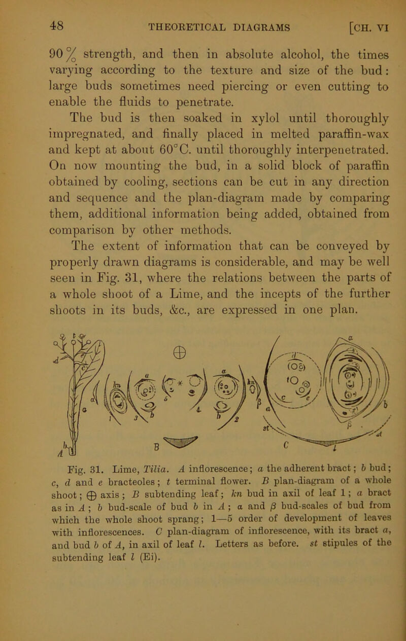 90% strength, and then in absolute alcohol, the times varying according to the texture and size of the bud : large buds sometimes need piercing or even cutting to enable the fluids to penetrate. The bud is then soaked in xylol until thoroughly impregnated, and finally placed in melted paraffin-wax and kept at about 60°C. until thoroughly interpenetrated. On now mounting the bud, in a solid block of paraffin obtained by cooling, sections can be cut in any direction and sequence and the plan-diagram made by comparing them, additional information being added, obtained from comparison by other methods. The extent of information that can be conveyed by properly drawn diagrams is considerable, and may be well seen in Fig. 31, where the relations between the parts of a whole shoot of a Lime, and the incepts of the further shoots in its buds, &c., are expressed in one plan. Fig. 31. Lime, Tilia. A inflorescence; a the adherent bract; b bud; c, cl and e bracteoles; t terminal flower. B plan-diagram of a whole shoot; © axis; B subtending leaf; kn bud in axil of leaf 1; a bract as in A ; b bud-scale of bud b in A ; a and p bud-scales of bud from which the whole shoot sprang; 1—5 order of development of leaves with inflorescences. C plan-diagram of inflorescence, with its bract a, and bud b of A, in axil of leaf l. Letters as before, st stipules of the subtending leaf l (Ei).