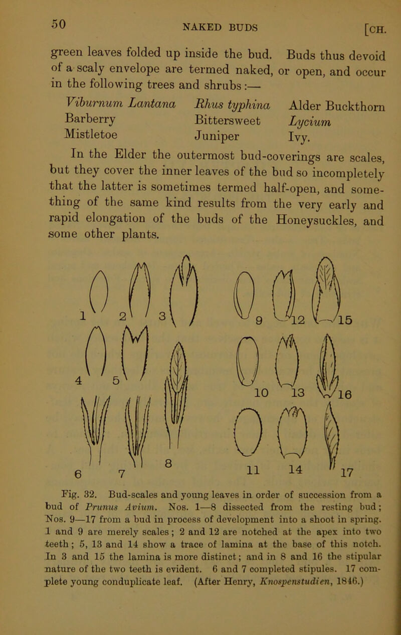 green leaves folded up inside the bud. Buds thus devoid of a scaly envelope are termed naked, or open, and occur in the following trees and shrubs :— Viburnum Lantana Rhus typliina Barberry Bittersweet Mistletoe Juniper In the Elder the outermost bud-coverings are scales, but they cover the inner leaves of the bud so incompletely that the latter is sometimes termed half-open, and some- thing of the same kind results from the very early and rapid elongation of the buds of the Honeysuckles, and some other plants. Alder Buckthorn Lycium Ivy. Fig. 32. Bud-scales and young leaves in order of succession from a bud of Prunus Avium. Nos. 1—8 dissected from the resting bud; Nos. 9—17 from a bud in process of development into a shoot in spring. 1 and 9 are merely scales; 2 and 12 are notched at the apex into two teeth; 5, 13 and 14 show a trace of lamina at the base of this notch. In 3 and 15 the lamina is more distinct; and in 8 and 16 the stipular nature of the two teeth is evident. 6 and 7 completed stipules. 17 com- plete young conduplicate leaf. (After Henry, Knospenstudien, 1846.)