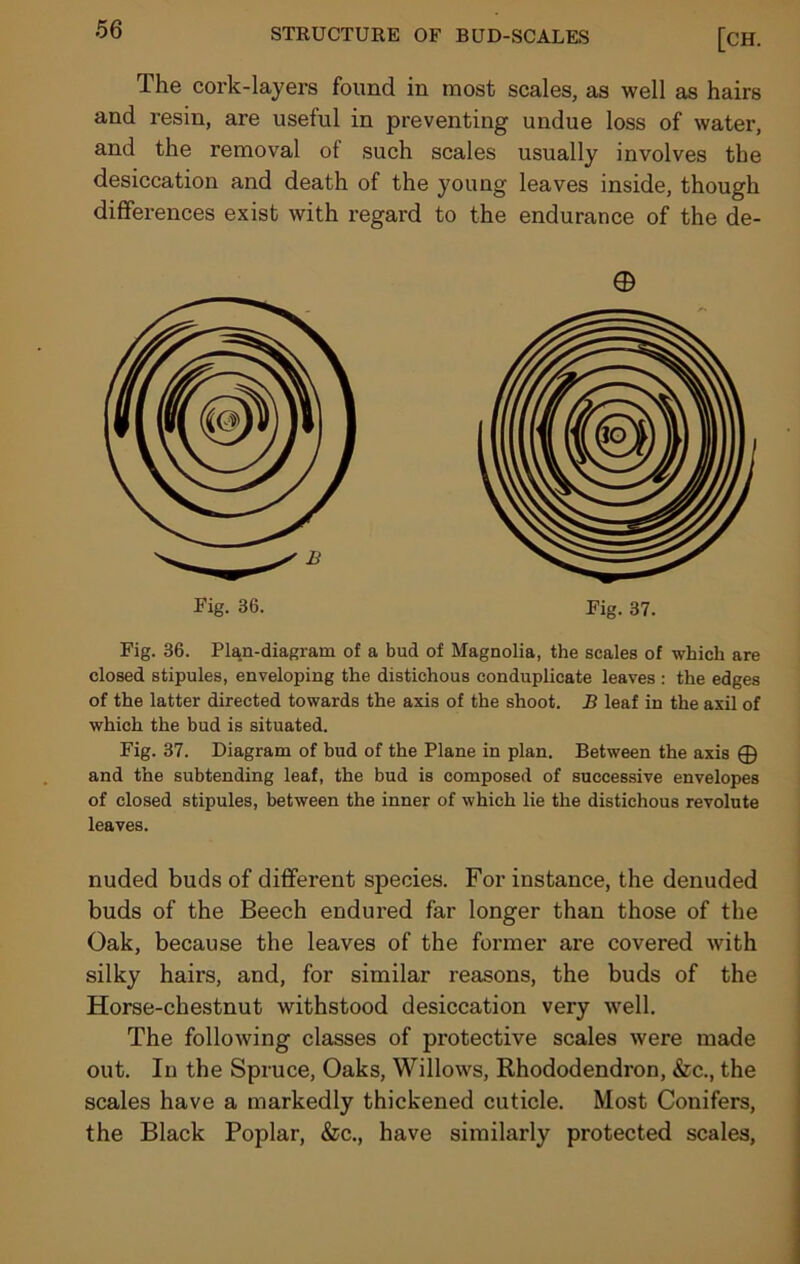 The cork-layers found in most scales, as well as hairs and resin, are useful in preventing undue loss of water, and the removal of such scales usually involves the desiccation and death of the young leaves inside, though differences exist with regard to the endurance of the de- © Fig. 37. Fig. 36. Plan-diagram of a bud of Magnolia, the scales of which are closed stipules, enveloping the distichous conduplicate leaves : the edges of the latter directed towards the axis of the shoot. B leaf in the axil of which the bud is situated. Fig. 37. Diagram of bud of the Plane in plan. Between the axis © and the subtending leaf, the bud is composed of successive envelopes of closed stipules, between the inner of which lie the distichous revolute leaves. nuded buds of different species. For instance, the denuded buds of the Beech endured far longer than those of the Oak, because the leaves of the former are covered with silky hairs, and, for similar reasons, the buds of the Horse-chestnut withstood desiccation very well. The following classes of protective scales were made out. In the Spruce, Oaks, Willows, Rhododendron, &c., the scales have a markedly thickened cuticle. Most Conifers, the Black Poplar, &c., have similarly protected scales,