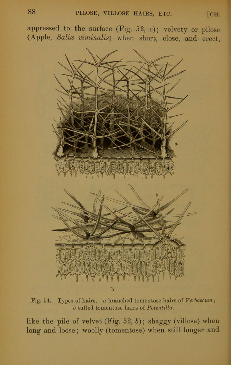 appressed to the surface (Fig. 52, c); velvety or pilose (Apple, Scilix viminalis) when short, close, and erect, i) Fig. 54. Types of hairs, a branched tomentose hairs of Verbascum ; b tufted tomentose hairs of Potentilla. like the pile of velvet (Fig. 52, b); shaggy (villose) when long and loose; woolly (tomentose) when still longer and