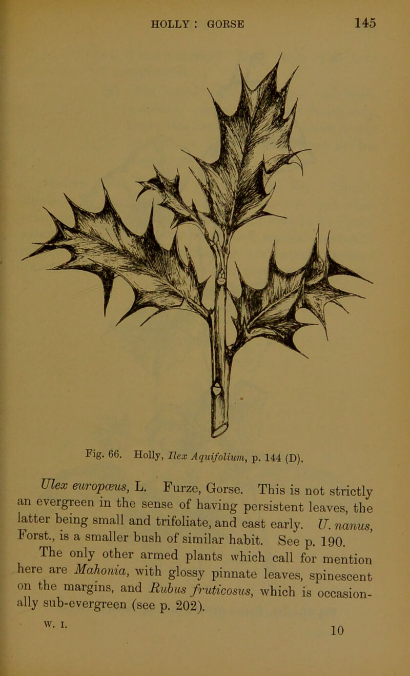 Fig. 66. Holly, Ilex Aquifolium, p. 144 (D). Ulex europceus, L. Furze, Gorse. This is not strictly an evergreen in the sense of having persistent leaves, the latter being small and trifoliate, and cast early. U. nanus, i orst., is a smaller bush of similar habit. See p. 190. The only other armed plants which call for mention here are Mahonia, with glossy pinnate leaves, spinescent on the margins, and liubus fruticosus, which is occasion- ally sub-evergreen (see p. 202). w. i. 10