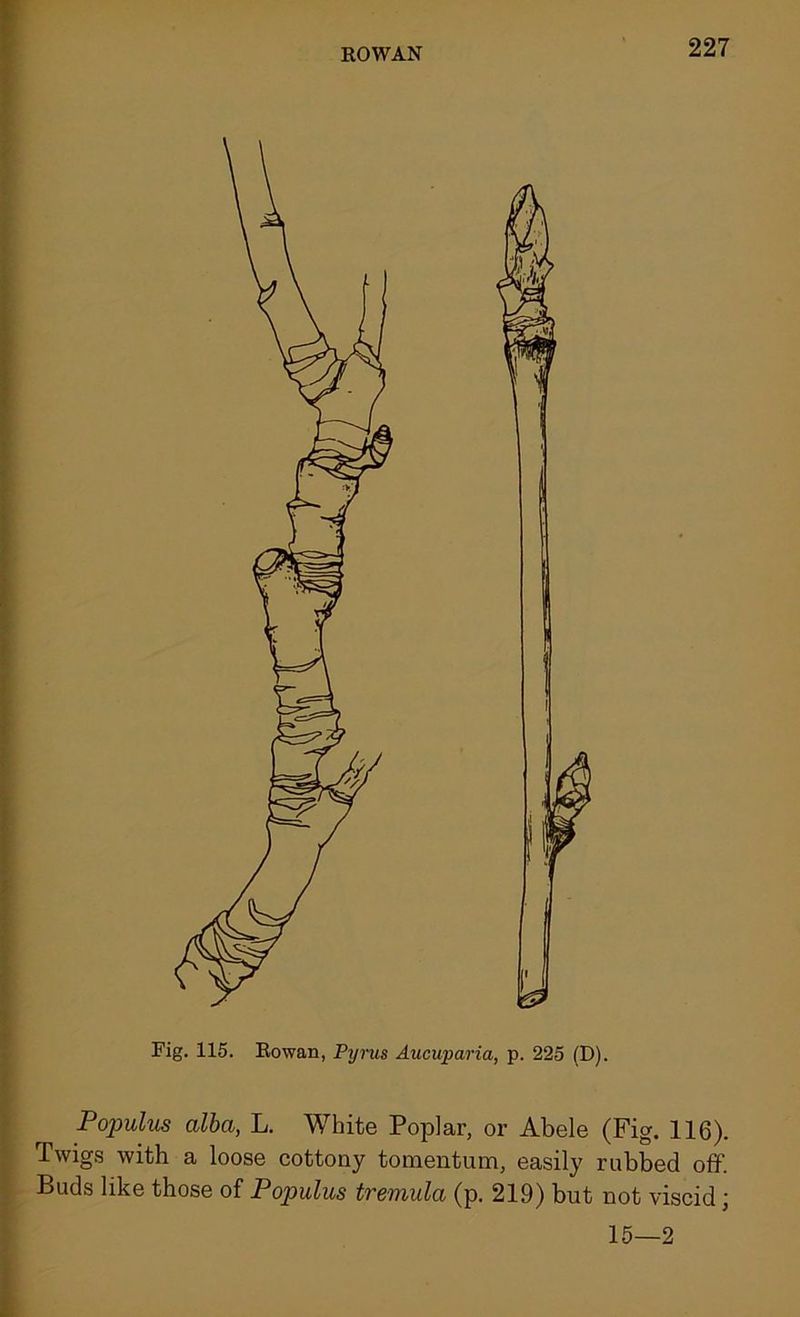 Fig. 115. Rowan, Pyrus Aucuparia, p. 225 (D). Populus alba, L. White Poplar, or Abele (Fig. 116). Twigs with a loose cottony tomentum, easily rubbed off. Buds like those of Populus tremula (p. 219) but not viscid; 15—2