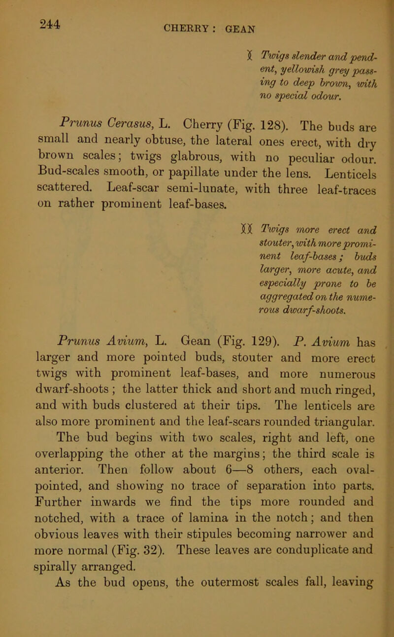 CHERRY: GEAN $ Twigs slender and pend- ent, yellowish grey pass- ing to deep brown, with no special odour. Primus Cerasus, L. Cherry (Fig. 128). The buds are small and nearly obtuse, the lateral ones erect, with dry brown scales; twigs glabrous, with no peculiar odour. Bud-scales smooth, or papillate under the lens. Lenticels scattered. Leaf-scar semi-lunate, with three leaf-traces on rather prominent leaf-bases. Ti Twigs more erect and stouter, with more promi- nent leaf-bases ; buds larger, more acute, and especially prone to be aggregated on the nume- rous dwarf-shoots. Prunus Avium, L. Gean (Fig. 129). P. Avium has larger and more pointed buds, stouter and more erect twigs with prominent leaf-bases, and more numerous dwarf-shoots ; the latter thick and short and much ringed, and with buds clustered at their tips. The lenticels are also more prominent and the leaf-scars rounded triangular. The bud begins with two scales, right and left, one overlapping the other at the margins; the third scale is anterior. Then follow about 6—8 others, each oval- pointed, and showing no trace of separation into parts. Further inwards we find the tips more rounded and notched, with a trace of lamina in the notch; and then obvious leaves with their stipules becoming narrower and more normal (Fig. 32). These leaves are conduplicate and spirally arranged. As the bud opens, the outermost scales fall, leaving