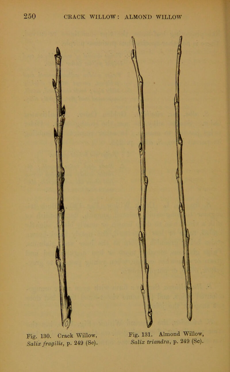 Fig. 130. Crack Willow, Fig. 131. Almond Willow, Salix fragilis, p. 249 (Sc). Salix triandra, p. 249 (Sc).