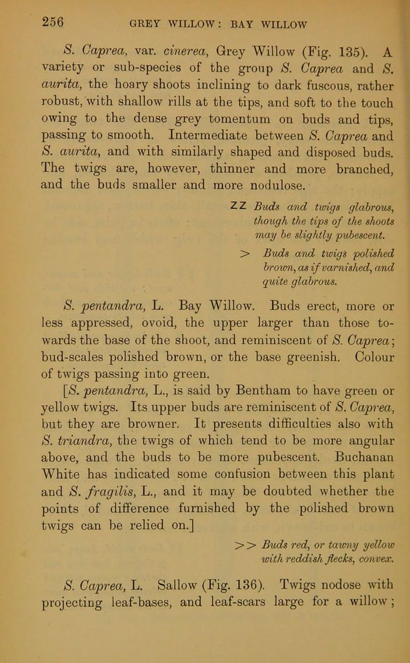 S. Caprea, var. cinerea, Grey Willow (Fig. 135). A variety or sub-species of the group S. Caprea and S. aurita, the hoary shoots inclining to dark fuscous, rather robust, with shallow rills at the tips, and soft to the touch owing to the dense grey tomentum on buds and tips, passing to smooth. Intermediate between S. Caprea and S. aurita, and with similarly shaped and disposed buds. The twigs are, however, thinner and more branched, and the buds smaller and more nodulose. ZZ Buds and twigs glabrous, though the tips of the shoots may be slightly pubescent. > Buds and twigs polished broum, as if varnished, and quite glabrous. S. pentandra, L. Bay Willow. Buds erect, more or less appressed, ovoid, the upper larger than those to- wards the base of the shoot, and reminiscent of S. Caprea; bud-scales polished brown, or the base greenish. Colour of twigs passing into green. [$. pentandra, L., is said by Bentham to have green or yellow twigs. Its upper buds are reminiscent of S. Caprea, but they are browner. It presents difficulties also with S. triandra, the twigs of which tend to be more angular above, and the buds to be more pubescent. Buchanan White has indicated some confusion between this plant and S. fragilis, L., and it may be doubted whether the points of difference furnished by the polished brown twigs can be relied on.] > > Buds red, or tawny yellow with reddish flecks, convex. S. Caprea, L. Sallow (Fig. 136). Twigs nodose with projecting leaf-bases, and leaf-scars large for a willow ;