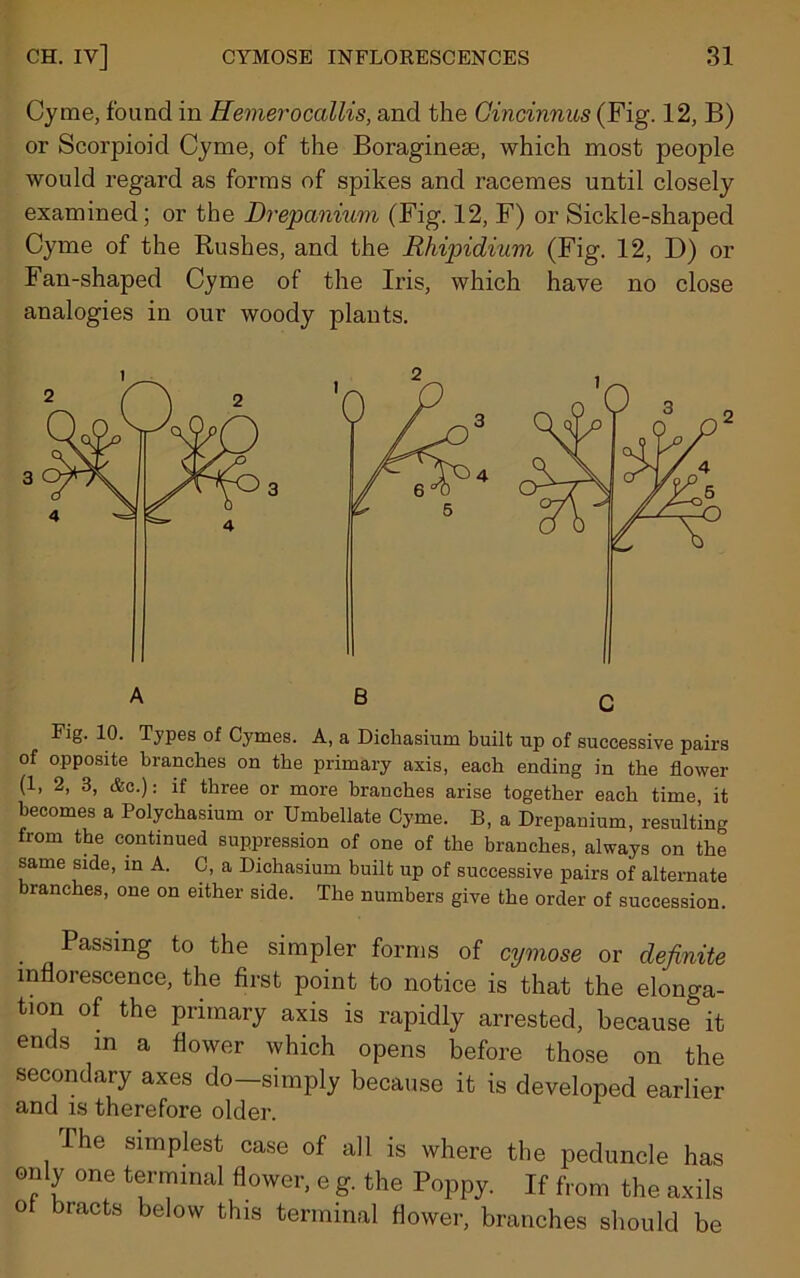 Cyme, found in Hemerocallis, and the Gincinnus (Fig. 12, B) or Scorpioid Cyme, of the Boragineas, which most people would regard as forms of spikes and racemes until closely examined; or the Drepanium (Fig. 12, F) or Sickle-shaped Cyme of the Rushes, and the Rhipidium (Fig. 12, D) or Fan-shaped Cyme of the Iris, which have no close analogies in our woody plants. C Fig. 10. Types of Cymes. A, a Dichasium built up of successive pairs of opposite branches on the primary axis, each ending in the flower (1, 2, 3, &c.): if three or more branches arise together each time, it becomes a Polychasium or Umbellate Cyme. B, a Drepanium, resulting from the continued suppression of one of the branches, always on the same side, in A. C, a Dichasium built up of successive pairs of alternate ranches, one on either side. The numbers give the order of succession. . Passing to the simpler forms of cymose or definite inflorescence, the first point to notice is that the elonga- tion of the primary axis is rapidly arrested, because it ends in a flower which opens before those on the secondary axes do—simply because it is developed earlier and is therefore older. The simplest case of all is where the peduncle has only one terminal flower, e g. the Poppy. If from the axils Of bracts below this terminal flower, branches should be