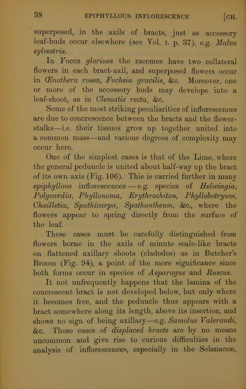 superposed, in the axils of bracts, just as accessory leaf-buds occur elsewhere (see Vol. I. p. 37), e.g. Malva sylvestris. In Yucca gloriosa the racemes have two collateral flowers in each bract-axil, and superposed flowers occur in (Enothera rosea, Fuchsia gracilis, &c. Moreover, one or more of the accessory buds may develope into a leaf-shoot, as in Clematis recta, &c. Some of the most striking peculiarities of inflorescences are due to concrescence between the bracts and the flower- stalks—i.e. their tissues grow up together united into a common mass—and various degrees of complexity may occur here. One of the simplest cases is that of the Lime, where the general peduncle is united about half-way up the bract of its own axis (Fig. 106). This is carried further in many epiphyllous inflorescences — e.g. species of Helwingia, Polycardia, Pliyllonoma, Erythrochiton, Phyllobotryum, Chailletia, Spathicarpa, Spathantheum, &c., where the flowers appear to spring directly from the surface of the leaf. These cases must be carefully distinguished from flowers borne in the axils of minute scale-like bracts on flattened axillary shoots (cladodes) as in Butcher’s Broom (Fig. 94), a point of the more significance since both forms occur in species of A sparag us and Ruscus. It not unfrequently happens that the lamina of the concrescent bract is not developed below, but only where it becomes free, and the peduncle thus appears with a bract somewhere along its length, above its insertion, and shows no sign of being axillary—e.g. Samolus Valerandi, &c. These cases of displaced bracts are by no means uncommon and give rise to curious difficulties in the analysis of inflorescences, especially in the Solanacea?,
