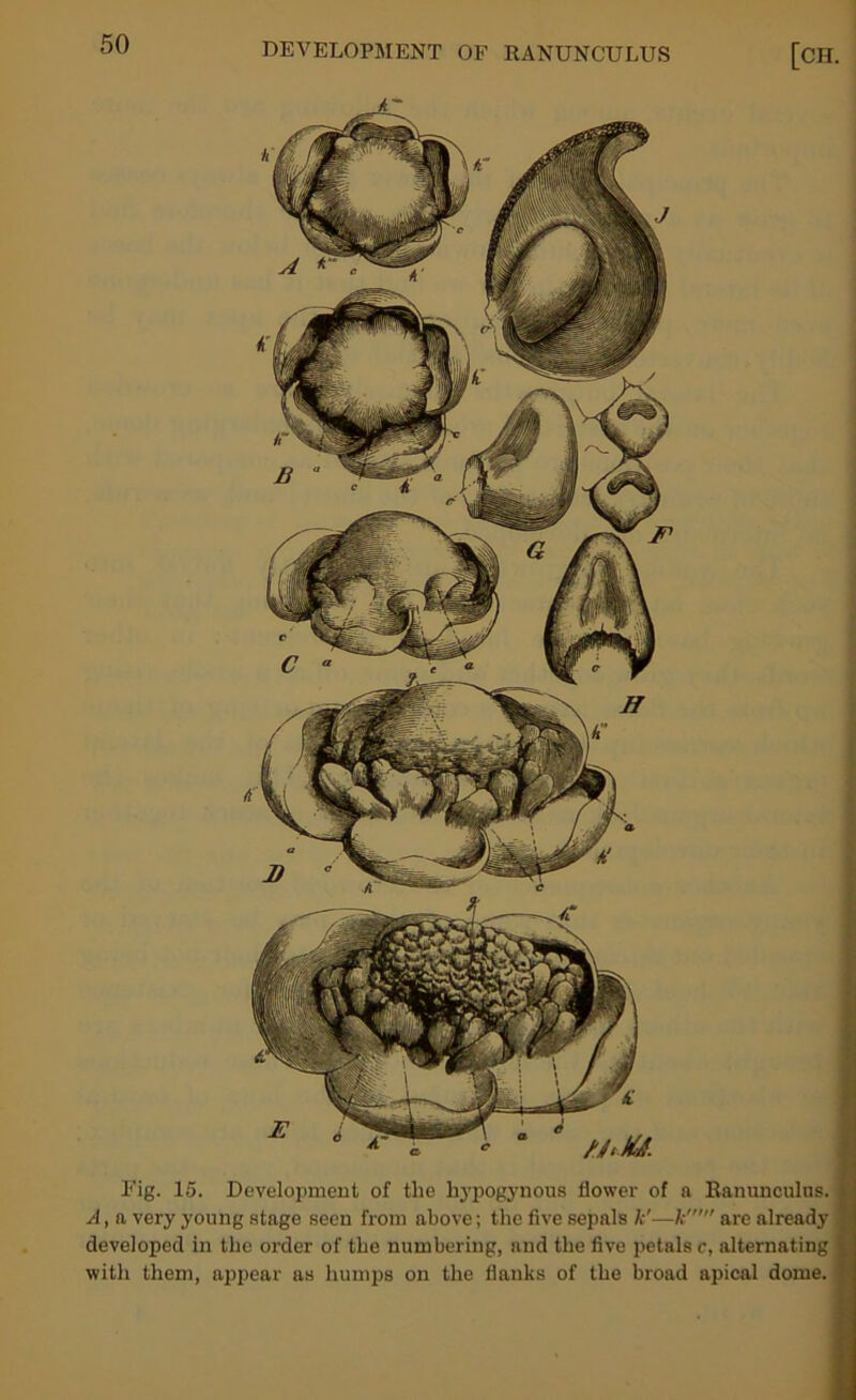 Eig. 15. Development of the bypogynous flower of a Ranunculus, fi A, a very young stage seen from above; the five sepals k'—k' are already a developed in the order of the numbering, and the five petals c, alternating |j with them, appear as humps on the flanks of the broad apical dome. f]