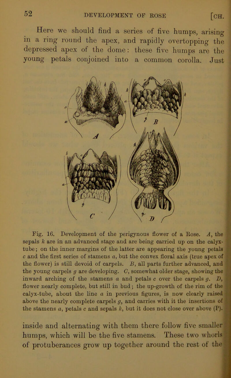 Here we should find a series of five humps, arising in a ring round the apex, and rapidly overtopping the depressed apex of the dome: these five humps are the young petals conjoined into a common corolla. Just Fig. 16. Development of the perigynous flower of a Rose. A, the f sepals k are in an advanced stage and are being carried up on the calyx- ; tube; on the inner margins of the latter are appearing the young petals c and the first series of stamens a, but the convex floral axis (true apex of the flower) is still devoid of carpels. B, all parts further advanced, and the young carpels g are developing. G, somewhat older stage, showing the inward arching of the stamens a and petals c over the carpels g. D, i flower nearly complete, but still in bud; the up-growth of the rim of the * calyx-tube, about the line a in previous figures, is now clearly raised gd above the nearly complete carpels g, and carries with it the insertions of the stamens a, petals c and sepals Zr, but it does not close over above (P). |j inside and alternating with them there follow five smaller! humps, which will be the five stamens. These two whorls p of protuberances grow up together around the rest of the tj