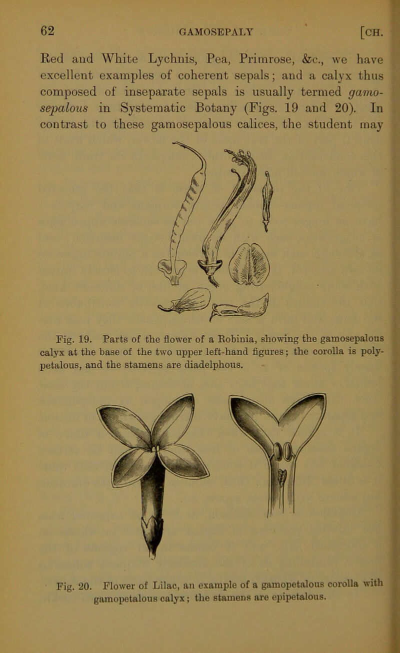 Red and White Lychnis, Pea, Primrose, &c., we have excellent examples of coherent sepals; and a calyx thus composed of inseparate sepals is usually termed gamo- sepctlous in Systematic Botany (Figs. 19 and 20). In contrast to these gamosepalous calices, the student may Fig. 19. Parts of the flower of a Eobinia, showing the gamosepalous calyx at the base of the two upper left-hand figures; the corolla is poly- petalous, and the stamens are diadelphous. Fig. 20. Flower of Lilac, an example of a gamopetalous corolla with gamopetalous calyx; the stamens are epipetalous.