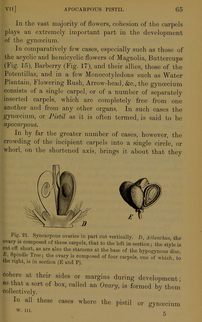 In the vast majority of flowers, cohesion of the carpels plays an extremely important part in the development of the gynoecium. In comparatively few cases, especially such as those of the acyclic and hemicyclic flowers of Magnolia, Buttercups (Fig. 15), Barberry (Fig. 17), and their allies, those of the Potentillas, and in a few Monocotyledons such as Water Plantain, Flowering Rush, Arrow-head, &c., the gynoecium consists of a single carpel, or of a number of separate^ inserted carpels, which are completely free from one another and from any other organs. In such cases the gynoecium, or Pistil as it is often termed, is said to be apocarpous. In by far the greater number of cases, however, the crowding of the incipient carpels into a single circle, or whorl, on the shortened axis, brings it about that they Fig. 21. Syncarpous ovaries in part cut vertically. D, Ailanthus, the ovary is composed of three carpels, that to the left in section; the style is cut off short, as are also the stamens at the base of the hypogynous disc. E Spindle Tree; the ovary is composed of four carpels, one of which to the right, is in section (E and P). cohere at their sides or margins during development; so that a sort of box, called an Ovary, is formed by them collectively. In all these cases where the pistil or gynoecium 5 w. hi.