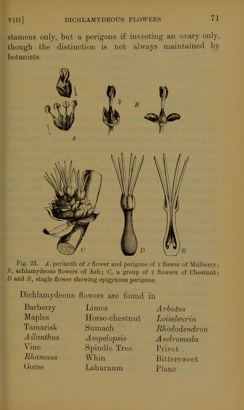 stamens only, but a perigone if investing an ovary only, though the distinction is not always maintained by botanists. Fig. 23. A, perianth of <? flower and perigone of ? flower of Mulberry; B, achlamydeous flowers of Ash; <7, a group of ? flowers of Chestnut; D and E, single flower showing epigynous perigone. Dichlamydeous flowers are found in Barberry Limes Arbutus Maples Horse-chestnut Loiseleuria Tamarisk Sumach Rhododendron A ilanthus Ampelopsis Andromeda Vine Spindle Tree Privet . Rhamnus Whin Bittersweet Gorse Laburnum Plane