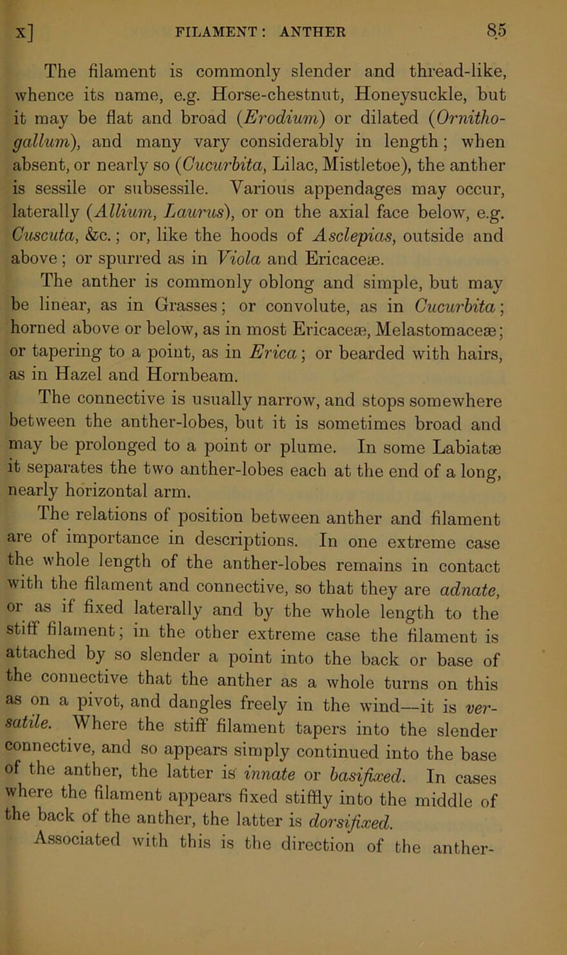 The filament is commonly slender and thread-like, whence its name, e.g. Horse-chestnut, Honeysuckle, but it may be flat and broad (Erodium) or dilated (Ornitho- gallum), and many vary considerably in length ; when absent, or nearly so (Gucurbita, Lilac, Mistletoe), the anther is sessile or subsessile. Various appendages may occur, laterally (Allium, Lcmrus), or on the axial face below, e.g. Cuscuta, &c.; or, like the hoods of Asclepias, outside and above; or spurred as in Viola and Ericaceae. The anther is commonly oblong and simple, but may be linear, as in Grasses; or convolute, as in Gucurbita; horned above or below, as in most Ericaceae, Melastomaceae; or tapering to a point, as in Erica; or bearded with hairs, as in Hazel and Hornbeam. The connective is usually narrow, and stops somewhere between the anther-lobes, but it is sometimes broad and may be prolonged to a point or plume. In some Labiatae it separates the two anther-lobes each at the end of a long, nearly horizontal arm. The relations of position between anther and filament are of importance in descriptions. In one extreme case the whole length of the anther-lobes remains in contact with the filament and connective, so that they are adnate, oi as if fixed laterally and by the whole length to the stiff filament; in the other extreme case the filament is attached by so slender a point into the back or base of the connective that the anther as a whole turns on this as on a pivot, and dangles freely in the wind—it is ver- satile. Where the stiff filament tapers into the slender connective, and so appears simply continued into the base of the anther, the latter is innate or basifixed. In cases where the filament appears fixed stiffly into the middle of the back of the anther, the latter is dorsifixed. Associated with this is the direction of the anther-