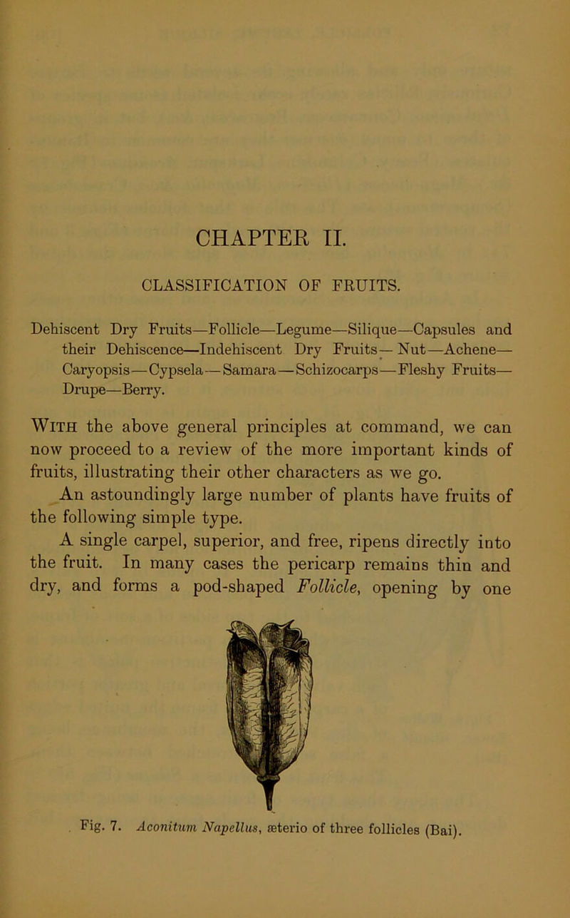 CLASSIFICATION OF FRUITS. Dehiscent Dry Fruits—Follicle—Legume—Silique—Capsules and their Dehiscence—Indehiscent Dry Fruits— Nut—Achene— Caryopsis—Cypsela—Samara—Schizocarps—Fleshy Fruits— Drupe—Berry. With the above general principles at command, we can now proceed to a review of the more important kinds of fruits, illustrating their other characters as we go. An astoundingly large number of plants have fruits of the following simple type. A single carpel, superior, and free, ripens directly into the fruit. In many cases the pericarp remains thin and dry, and forms a pod-shaped Follicle, opening by one Fig. 7. Aconitum Napellus, seterio of three follicles (Bai).