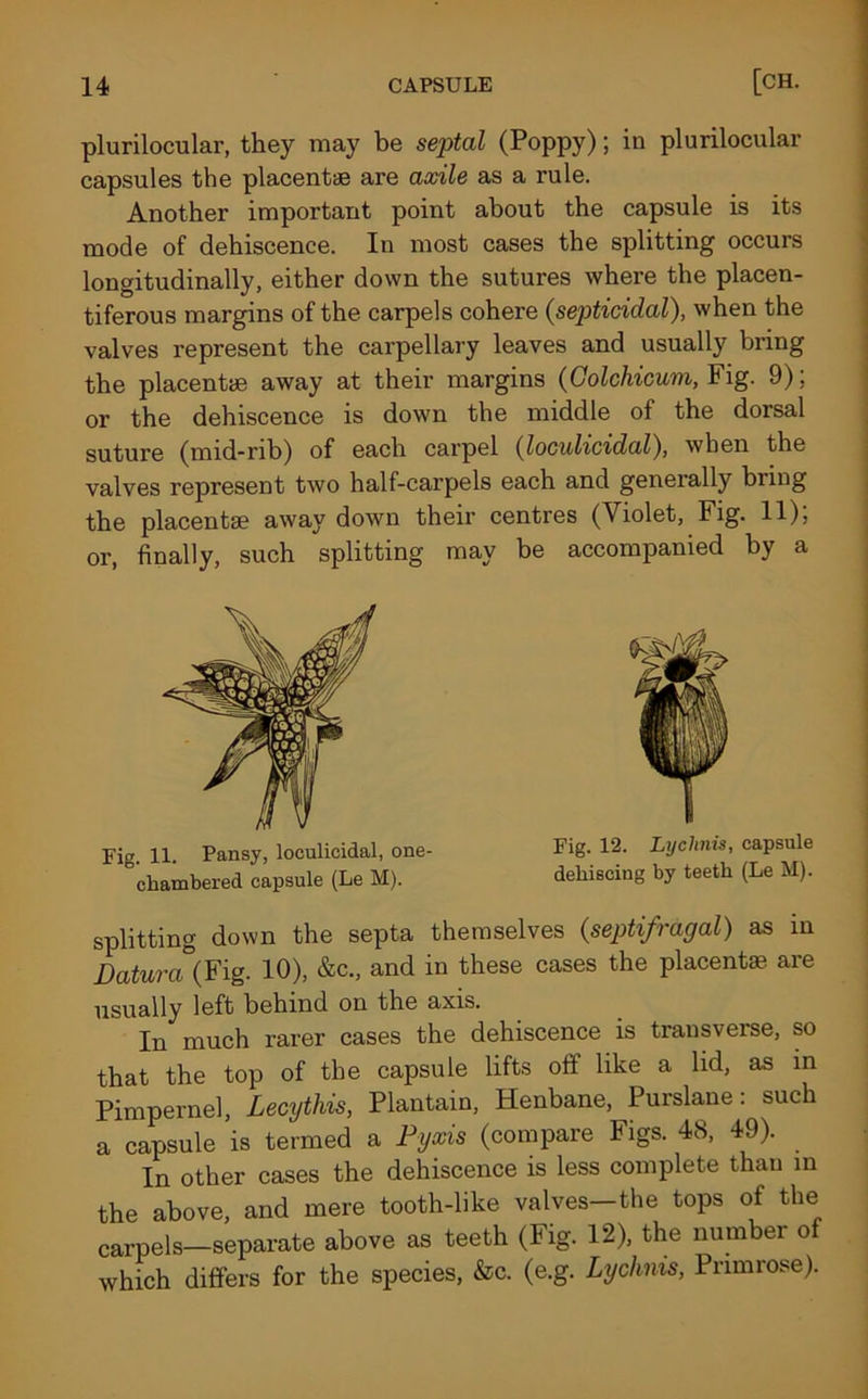 plurilocular, they may be septal (Poppy); in plurilocular capsules the placentae are axile as a rule. Another important point about the capsule is its mode of dehiscence. In most cases the splitting occurs longitudinally, either down the sutures where the placen- tiferous margins of the carpels cohere (septicidal), when the valves represent the carpellary leaves and usually bring the placentae away at their margins (Colchicum, Fig. 9); or the dehiscence is down the middle of the dorsal suture (mid-rib) of each carpel (loculicidal), when the valves represent two half-carpels each and geneially biiug the placentae away down their centres (Violet, Fig. H)j or, finally, such splitting may be accompanied by a splitting down the septa themselves (septifragal) as in Datura (Fig. 10), &c., and in these cases the placentae are usually left behind on the axis. In much rarer cases the dehiscence is transverse, so that the top of the capsule lifts off like a lid, as in Pimpernel, Lecythis, Plantain, Henbane, Purslane: such a capsule is termed a Pyxis (compare Figs. 48, 49). In other cases the dehiscence is less complete than in the above, and mere tooth-like valves—the tops of the carpels—separate above as teeth (Fig. 12), the number of which differs for the species, &c. (e.g. Lychnis, Primrose). Fig. 11. Pansy, loculicidal, one- chambered capsule (Le M). Fig. 12. Lychnis, capsule dehiscing by teeth (Le M).