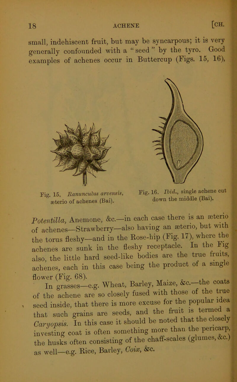 small, indehiscent fruit, but may be syncarpous; it is very generally confounded with a “ seed by the tyro. Good examples of achenes occur in Buttercup (Figs. 15, 16), Pig. 15. Ranunculus arvensis, ffiterio of achenes (Bai). Pig. 16. Ibid., single achene cut down the middle (Bai). Potentilla, Anemone, &c.—in each case there is an ffiteno of achenes—Strawberry—also having an seteno, but with the torus fleshy—and in the Rose-hip (Fig. 17), where the achenes are sunk in the fleshy receptacle. In the Fig also, the little hard seed-like bodies are the true fruits, achenes, each in this case being the product of a sing e flower (Fig. 68). In grasses—e.g. Wheat, Barley, Maize, &c.—the coats of the achene are so closely fused with those of the true seed inside, that there is more excuse for the popular idea that such grains are seeds, and the fruit is termed a Caryopsis. In this case it should be noted that the closely investing coat is often something more than the pericarp the husks often consisting of the chaff-scales (glumes, &c.) as well—e.g. Rice, Barley, Coicc, &c.