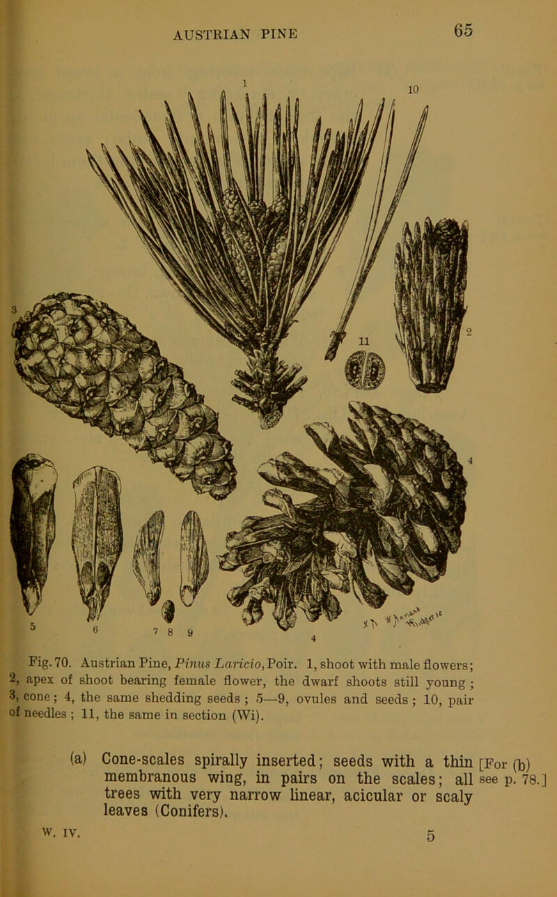 AUSTRIAN PINE Fig. 70. Austrian Pine, Pinns Laricio, Poir. 1, shoot with male flowers; 2, apex of shoot bearing female flower, the dwarf shoots still young ; 3, cone; 4, the same shedding seeds ; 5—9, ovules and seeds ; 10, pair of needles ; 11, the same in section (Wi). (a) Cone-scales spirally inserted; seeds with a thin [For (b) membranous wing, in pairs on the scales; all see p. 78.] trees with very narrow linear, acicular or scaly leaves (Conifers). w. IV. 5