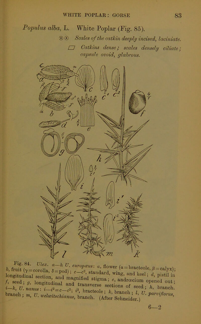 Populus alba, L. White Poplar (Fig. 85). ® © Scales of the catkin deeply incised, laciniate. CD Catkins dense; scales densely ciliate; capsule ovoid, glabrous. t. fruit (y = corolla, LZTstoud.rf'”' (* = br>f'»k.f<=caJjs)i lougitudiu,! section and m.gniM alignmc “nd2ium ipteT^ i k TT J' °ng!tud)ual and transverse sections of seed • h branch’ 1 At, U, JMiriii9 • 7 *2 n -o »q v . , u ) UirtnCil. b'““h. SSii • 6—2