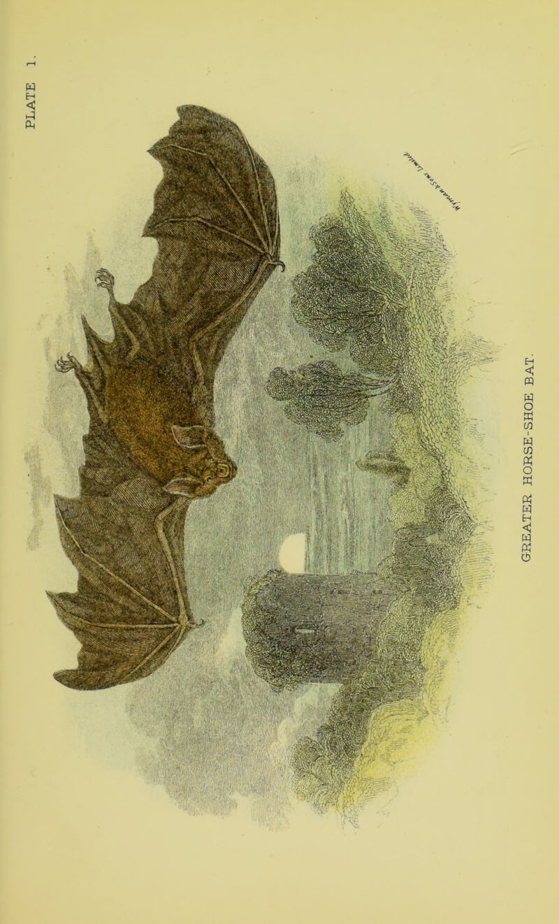 PLATE GREATER HORSE-SHOE BAT.