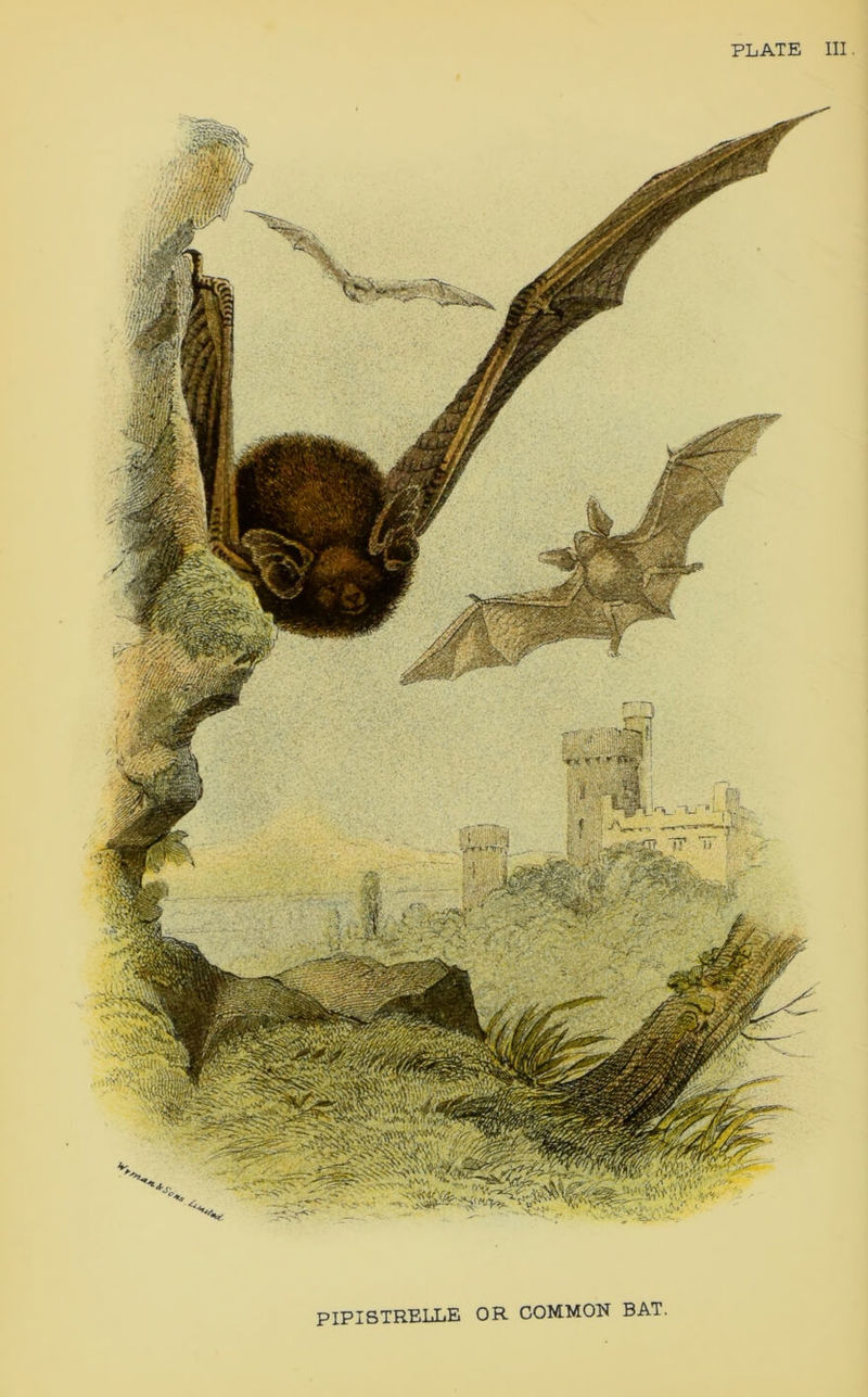 PLATE III. PIPISTRELLE OR COMMON BAT.