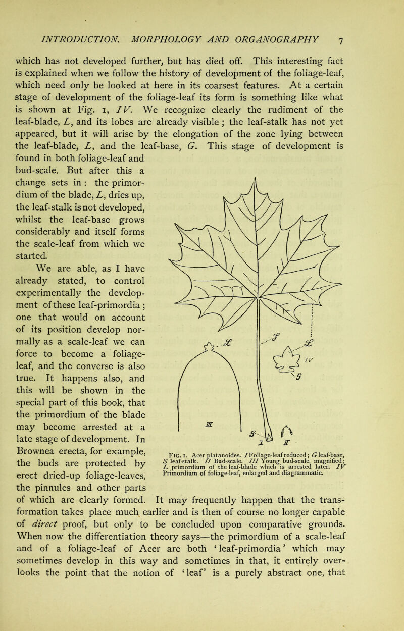 which has not developed further, but has died off. This interesting fact is explained when we follow the history of development of the foliage-leaf, which need only be looked at here in its coarsest features. At a certain stage of development of the foliage-leaf its form is something like what is shown at Fig. 1, IV. We recognize clearly the rudiment of the leaf-blade, Z, and its lobes are already visible ; the leaf-stalk has not yet appeared, but it will arise by the elongation of the zone lying between the leaf-blade, Z, and the leaf-base, G. This stage of development is found in both foliage-leaf and bud-scale. But after this a change sets in : the primor- dium of the blade, Z, dries up, the leaf-stalk is not developed, whilst the leaf-base grows considerably and itself forms the scale-leaf from which we started. We are able, as I have already stated, to control experimentally the develop- ment of these leaf-primordia; one that would on account of its position develop nor- mally as a scale-leaf we can force to become a foliage- leaf, and the converse is also true. It happens also, and this will be shown in the special part of this book, that the primordium of the blade may become arrested at a late stage of development. In Brownea erecta, for example, the buds are protected by erect dried-up foliage-leaves, the pinnules and other parts of which are clearly formed. It may frequently happen that the trans- formation takes place much earlier and is then of course no longer capable of direct proof, but only to be concluded upon comparative grounds. When now the differentiation theory says—the primordium of a scale-leaf and of a foliage-leaf of Acer are both ‘ leaf-primordia ’ which may sometimes develop in this way and sometimes in that, it entirely over- looks the point that the notion of ‘leaf’ is a purely abstract one, that