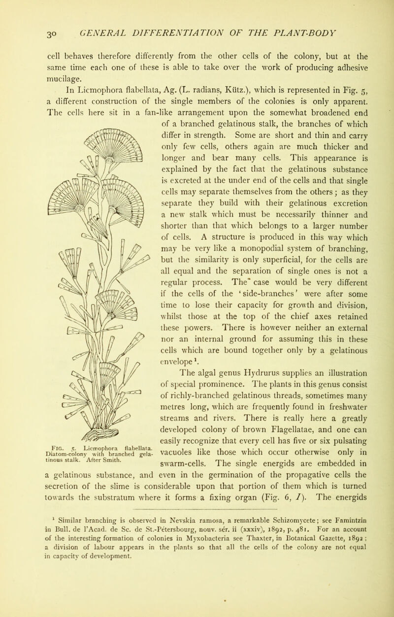 3° cell behaves therefore differently from the other cells of the colony, but at the same time each one of these is able to take over the work of producing adhesive mucilage. In Liemophora flabellata, Ag. (L. radians, Kiitz.), which is represented in Fig. 5, a different construction of the single members of the colonies is only apparent. The cells here sit in a fan-like arrangement upon the somewhat broadened end of a branched gelatinous stalk, the branches of which differ in strength. Some are short and thin and carry only few cells, others again are much thicker and longer and bear many cells. This appearance is explained by the fact that the gelatinous substance is excreted at the under end of the cells and that single cells may separate themselves from the others; as they separate they build with their gelatinous excretion a new stalk which must be necessarily thinner and shorter than that which belongs to a larger number of cells. A structure is produced in this way which may be very like a monopodial system of branching, but the similarity is only superficial, for the cells are all equal and the separation of single ones is not a regular process. The* case would be very different if the cells of the ‘ side-branches * were after some time to lose their capacity for growth and division, whilst those at the top of the chief axes retained these powers. There is however neither an external nor an internal ground for assuming this in these cells which are bound together only by a gelatinous envelope *. The algal genus Hydrurus supplies an illustration of special prominence. The plants in this genus consist of richly-branched gelatinous threads, sometimes many metres long, which are frequently found in freshwater streams and rivers. There is really here a greatly developed colony of brown Flagellatae, and one can easily recognize that every cell has five or six pulsating vacuoles like those which occur otherwise only in swarm-cells. The single energids are embedded in a gelatinous substance, and even in the germination of the propagative cells the secretion of the slime is considerable upon that portion of them which is turned towards the substratum where it forms a fixing organ (Fig. 6, I). The energids Fig. 5. Liemophora flabellata. Diatom-colony with branched gela- tinous stalk. After Smith. 1 Similar branching is observed in Nevskia ramosa, a remarkable Schizomycete; see Famintzin in Bull, de l’Acad. de Sc. de St.-Petersbourg, nouv. ser. ii (xxxiv), 1892, p. 481. For an account of the interesting formation of colonies in Myxobacteria see Thaxter, in Botanical Gazette, 1892; a division of labour appears in the plants so that all the cells of the colony are not equal in capacity of development.