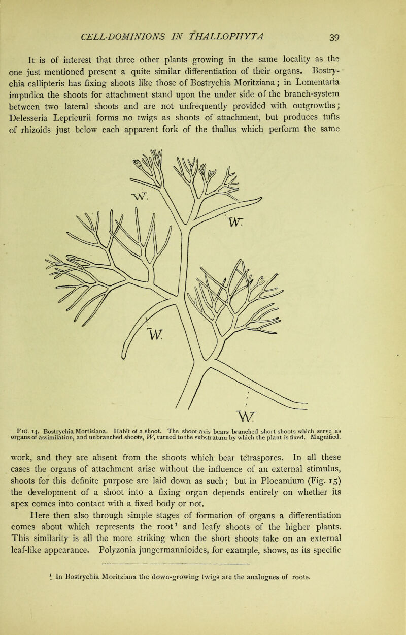 It is of interest that three other plants growing in the same locality as the one just mentioned present a quite similar differentiation of their organs. Bostry- chia callipteris has fixing shoots like those of Bostrychia Moritziana; in Lomentaria impudica the shoots for attachment stand upon the under side of the branch-system between two lateral shoots and are not unfrequently provided with outgrowths; Delesseria Leprieurii forms no twigs as shoots of attachment, but produces tufts of rhizoids just below each apparent fork of the thallus which perform the same Fig. 14. Bostrychia Mortiziana. Habit of a shoot. The shoot-axis bears branched short shoots which serve as organs of assimilation, and unbranched shoots, W, turned to the substratum by which the plant is fixed. Magnified. work, and they are absent from the shoots which bear tetraspores. In all these cases the organs of attachment arise without the influence of an external stimulus, shoots for this definite purpose are laid down as such; but in Plocamium (Fig. 15) the development of a shoot into a fixing organ depends entirely on whether its apex comes into contact with a fixed body or not. Here then also through simple stages of formation of organs a differentiation comes about which represents the root1 and leafy shoots of the higher plants. This similarity is all the more striking when the short shoots take on an external leaf-like appearance. Polyzonia jungermannioides, for example, shows, as its specific i In Bostrychia Moritziana the down-growing twigs are the analogues of roots.