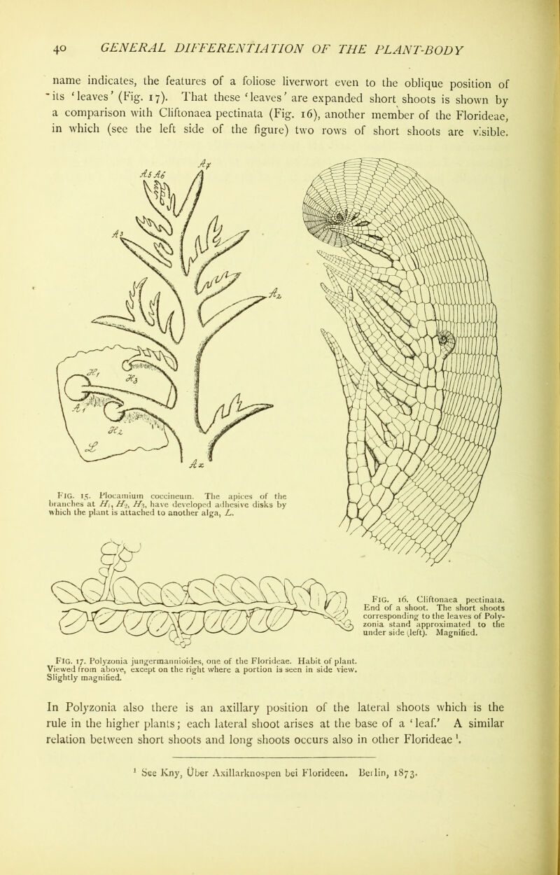 name indicates, the features of a foliose liverwort even to the oblique position of 'its ‘leaves’ (Fig. 17). That these ‘leaves’ are expanded short shoots is shown by a comparison with Cliftonaea pectinata (Fig. 16), another member of the Florideae, in which (see the left side of the figure) two rows of short shoots are visible. In Polyzonia also there is an axillary position of the lateral shoots which is the rule in the higher plants; each lateral shoot arises at the base of a ‘ leaf.’ A similar relation between short shoots and long shoots occurs also in other Florideae \ See Kny, Uber Axillarknospen bei Florideen. Beilin, 1873,