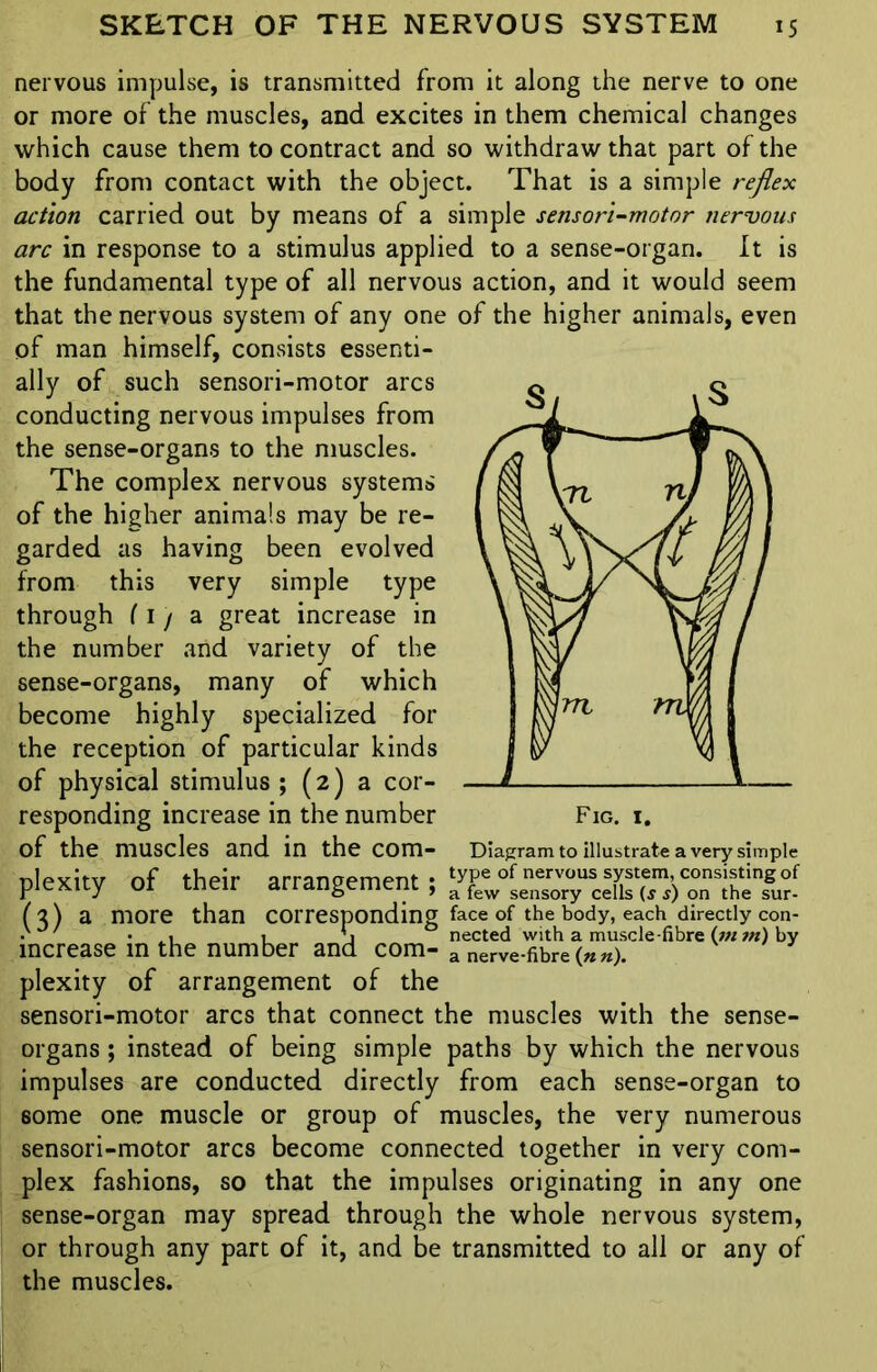 nervous impulse, is transmitted from it along the nerve to one or more of the muscles, and excites in them chemical changes which cause them to contract and so withdraw that part of the body from contact with the object. That is a simple reflex action carried out by means of a simple sensori-motor nervous arc in response to a stimulus applied to a sense-organ. It is the fundamental type of all nervous action, and it would seem that the nervous system of any one of the higher animals, even of man himself, consists essenti- ally of such sensori-motor arcs conducting nervous impulses from the sense-organs to the muscles. The complex nervous systems of the higher animals may be re- garded as having been evolved from this very simple type through (1 / a great increase in the number and variety of the sense-organs, many of which become highly specialized for the reception of particular kinds of physical stimulus ; (2) a cor- responding increase in the number Fig. i. of the muscles and in the com- Diagram to illustrate a very simple plexity of their arrangement;^-^ ( 3 ) a more than corresponding face of the body, each directly con- • ' • « l j nected with a muscle-fibre (m m) by increase m the number and com- a nerve-fibre (*n). plexity of arrangement of the sensori-motor arcs that connect the muscles with the sense- organs ; instead of being simple paths by which the nervous impulses are conducted directly from each sense-organ to 8ome one muscle or group of muscles, the very numerous sensori-motor arcs become connected together in very com- plex fashions, so that the impulses originating in any one sense-organ may spread through the whole nervous system, or through any part of it, and be transmitted to all or any of the muscles.