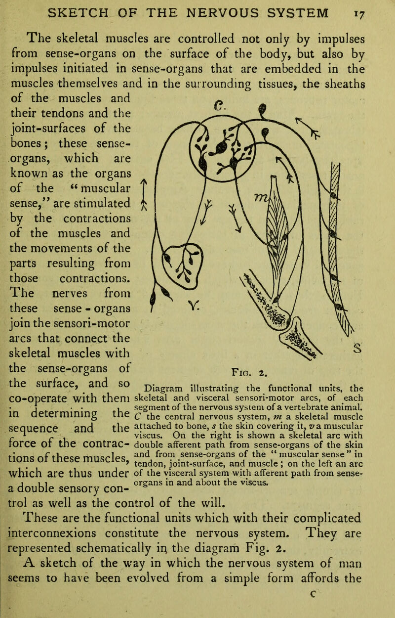 The skeletal muscles are controlled not only by impulses from sense-organs on the surface of the body, but also by impulses initiated in sense-organs that are embedded in the muscles themselves and in the surrounding tissues, the sheaths of the muscles and their tendons and the joint-surfaces of the bones; these sense- organs, which are known as the organs of the “ muscular sense,” are stimulated by the contractions of the muscles and the movements of the parts resulting from those contractions. The nerves from these sense - organs join the sensori-motor arcs that connect the skeletal muscles with the sense-organs of the surface, and so Fio. 2. Diagram illustrating the functional units, the of each , segment of the nervous system of a vertebrate animal. C the central nervous system, m a skeletal muscle CO-Operate with them skeletal and visceral sensori-motor arcs in determining sequence and the attached to bone, s the skin covering it, z/a muscular f 1 r l viscus. On the right is shown a skeletal arc with force Or the contrac- double afferent path from sense-organs of the skin firms df thpcp hukcIpq and from sense-organs of the “ muscular sense ” in tions ot these muscles, tendon> joint.surface> and muscle. on the left an arc which are thus under of the visceral system with afferent path from sense- 1 11 organs in and about the viscus. a double sensory con- s trol as well as the control of the will. These are the functional units which with their complicated interconnexions constitute the nervous system. They are represented schematically in the diagram Fig. 2. A sketch of the way in which the nervous system of man seems to have been evolved from a simple form affords the