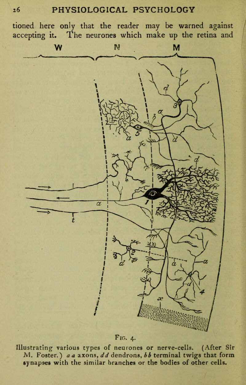 tioned here only that the reader may be warned against accepting it. The neurones which make up the retina and W M M Illustrating various types of neurones or nerve-cells. (After Sir M. Foster.) a a axons, dd dendrons, bb terminal twigs that form synapses with the similar branches or the bodies of other cells.