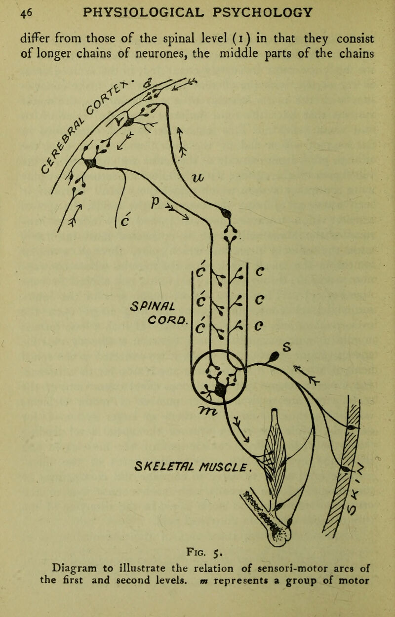 differ from those of the spinal level (i) in that they consist of longer chains of neurones, the middle parts of the chains Diagram to illustrate the relation of sensori-motor arcs of the first and second levels, m represents a group of motor