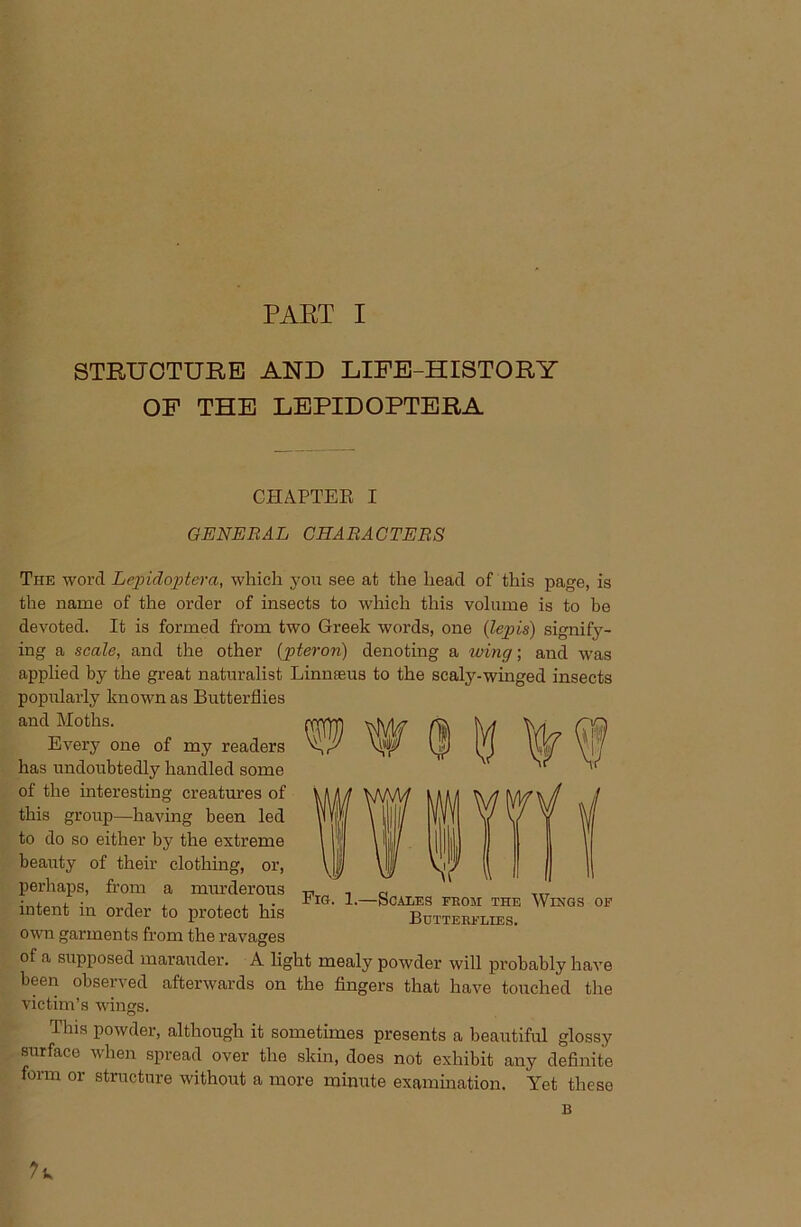 STRUCTURE AND LIFE-HISTORY OF THE LEPIDOPTERA CHAPTER I GENERAL CHARACTERS The word Lcpidoptera, which you see at the head of this page, is the name of the order of insects to which this volume is to be devoted. It is formed from two Greek words, one (lepis) signify- ing a scale, and the other (pteron) denoting a wing; and was applied by the great naturalist Linnaeus to the scaly-winged insects popularly known as Butterflies and Moths. Every one of my readers has undoubtedly handled some of the interesting creatures of this group—having been led to do so either by the extreme beauty of their clothing, or, perhaps, from a murderous intent in order to protect his own garments from the ravages of a supposed marauder. A lie been observed afterwards on victim’s wings. Fig. 1.—Scales feom the Wings of Botteeflies. ;ht mealy powder will probably have the fingers that have touched the Tins powder, although it sometimes presents a beautiful glossy surface when spread over the skin, does not exhibit auy definite form or structure without a more minute examination. Yet these B