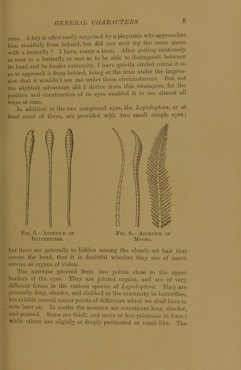 ours A boy is often easily surprised by a playmate who approaches him stealthily from behind, but did you ever try the same game with a butterfly ? I have, many a time. After getting cautiously so near to a butterfly at rest as to be able to distinguish between its head and its hinder extremity, I have quietly circled round it so as to approach it from behind, being at the time under the impies- sion that it wouldn’t see me under those circumstances. But not the slightest advantage did I derive from this stratagem, for the position and construction of its eyes enabled it to see almost all ways at once. In addition to the two compound eyes, the Lepidoptera, or at least most of them, are provided with two small simple eyes, but these are generally so hidden among the closely set hair that covers the head, that it is doubtful whether they are of much service as organs of vision. The antenna; proceed from two points close to the upper borders of the eyes. They are jointed organs, and are of very different forms in the various species of Lcjndoptcra. They are generally long, slender, and clubbed at the extremity in butterflies, but exhibit several minor points of difference which we shall have to note later on, In moths the antennae are sometimes long, slender, and pointed. Some are thick, and more or less prismatic in form ; while others are slightly or deeply pectinated or comb-like. The Tig. 5.—Antenna; on Butterflies. Fig. 6.—Antenna; of Moths.